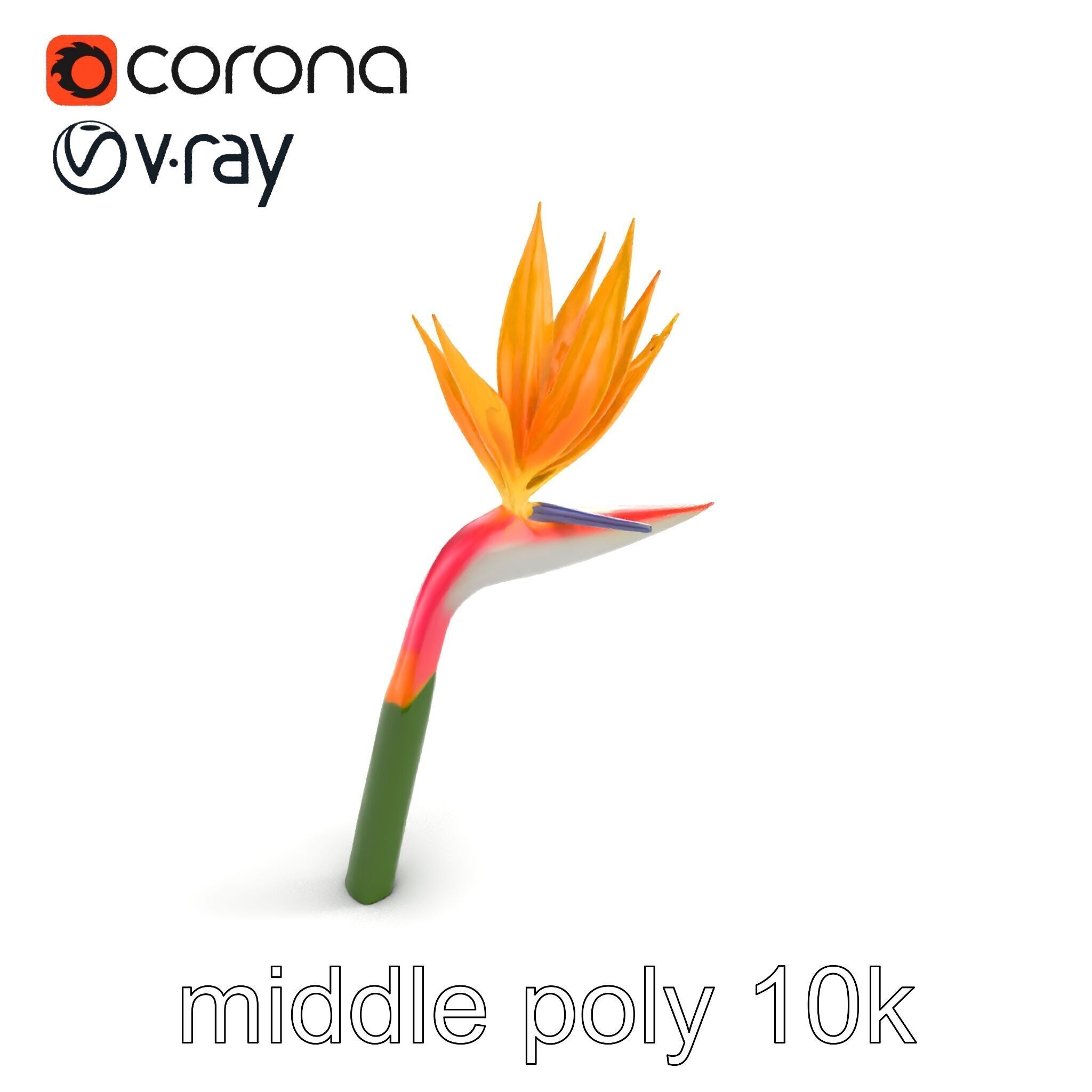 Strelitzia Flower Elegance model pack Low-poly 3D model_7