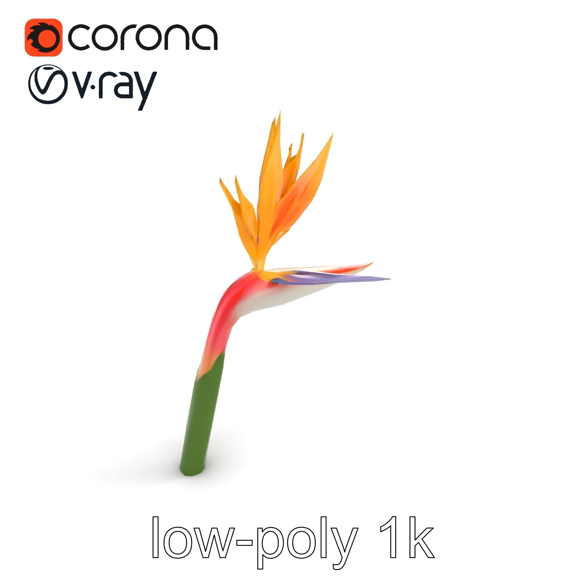 Strelitzia Flower Elegance model pack Low-poly 3D model_8