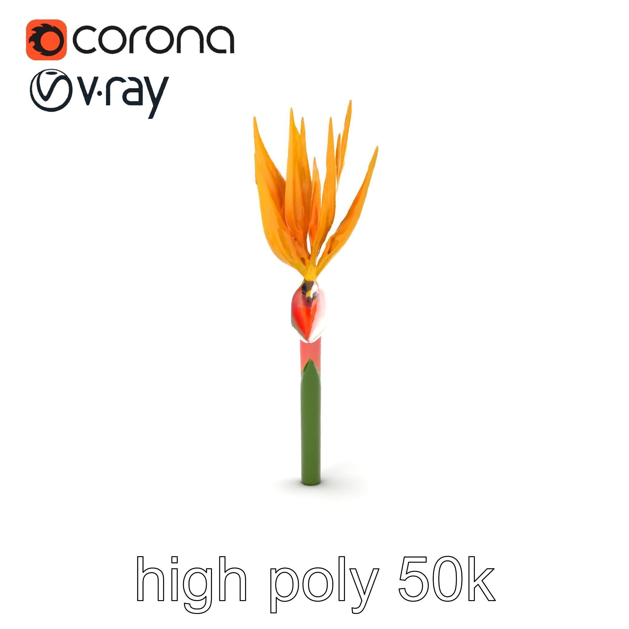 Strelitzia Flower Elegance model pack Low-poly 3D model_14