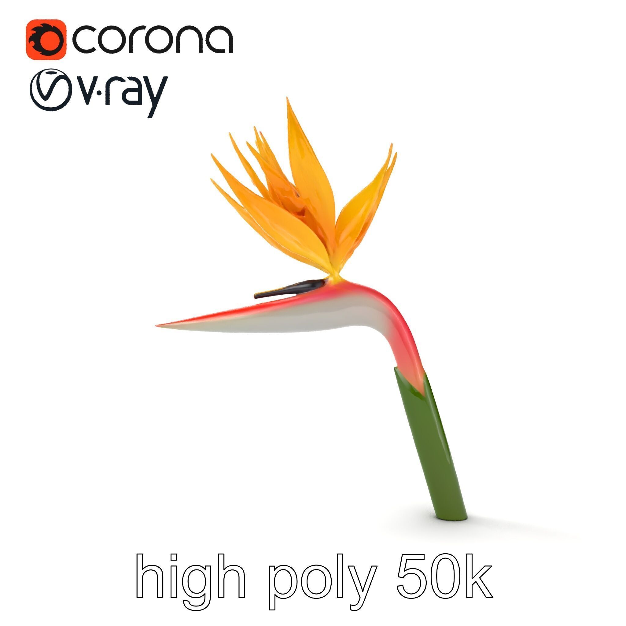 Strelitzia Flower Elegance model pack Low-poly 3D model_12
