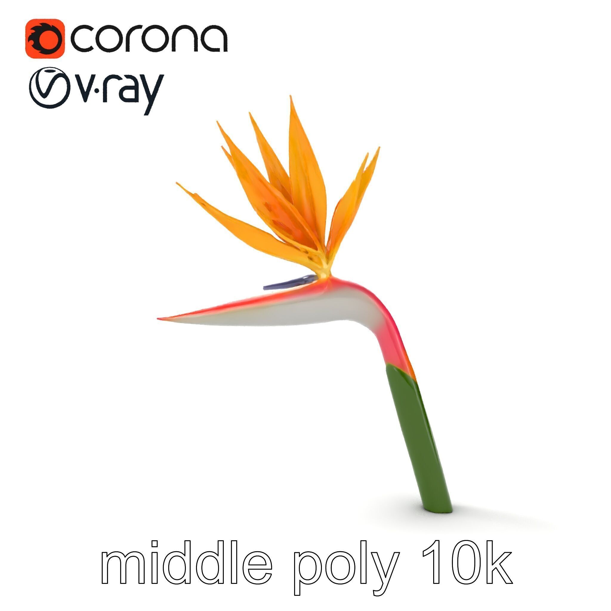 Strelitzia Flower Elegance model pack Low-poly 3D model_18