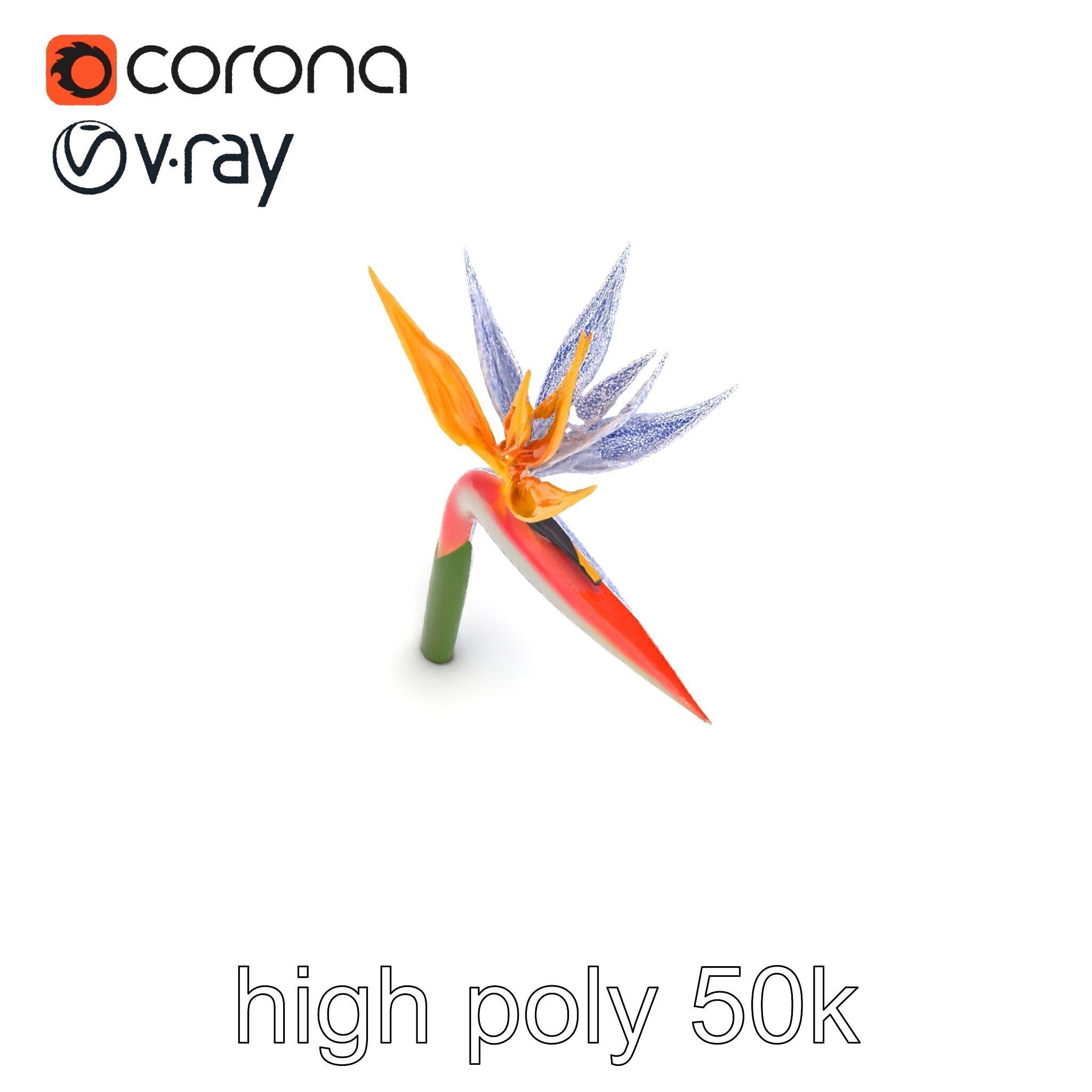 Strelitzia Flower Elegance model pack Low-poly 3D model_16