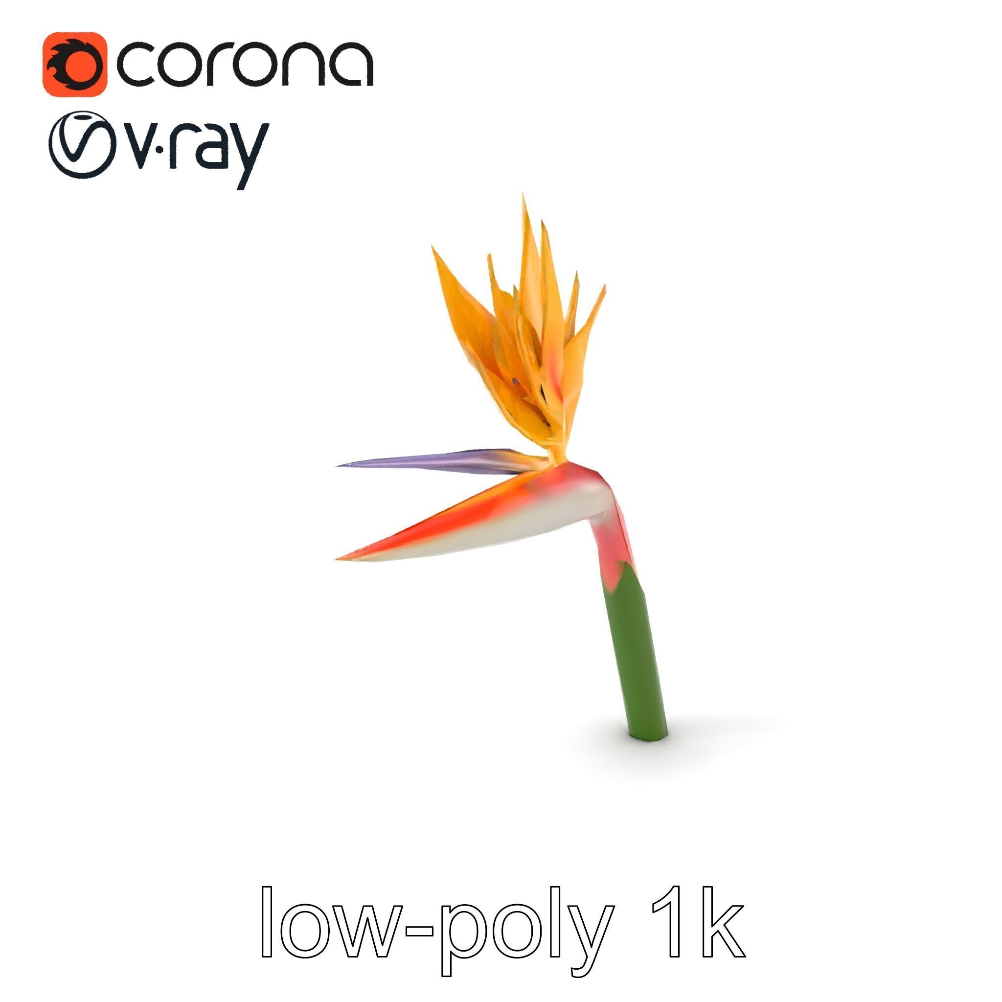 Strelitzia Flower Elegance model pack Low-poly 3D model_4