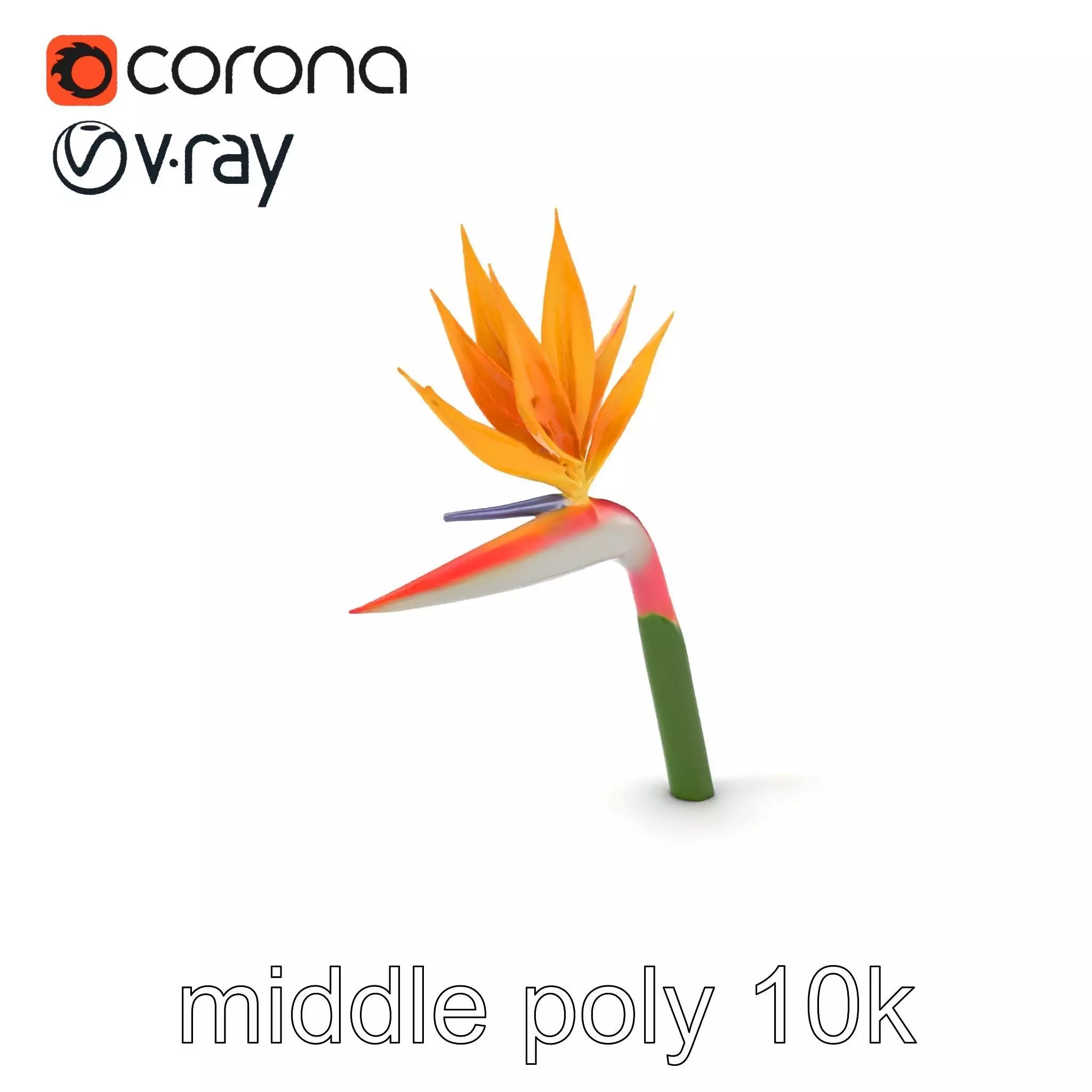 Strelitzia Flower Elegance model pack Low-poly 3D model_0