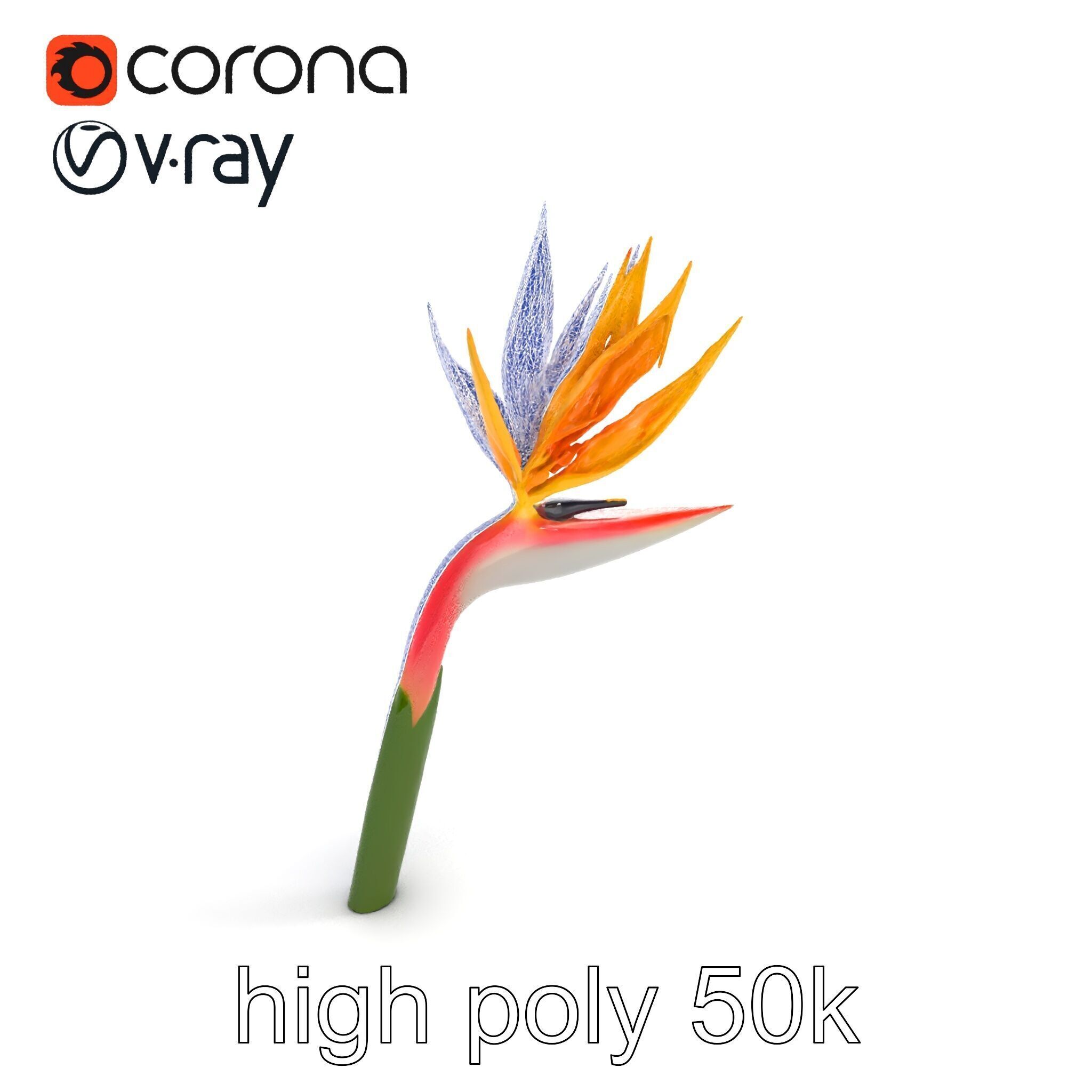 Strelitzia Flower Elegance model pack Low-poly 3D model_25