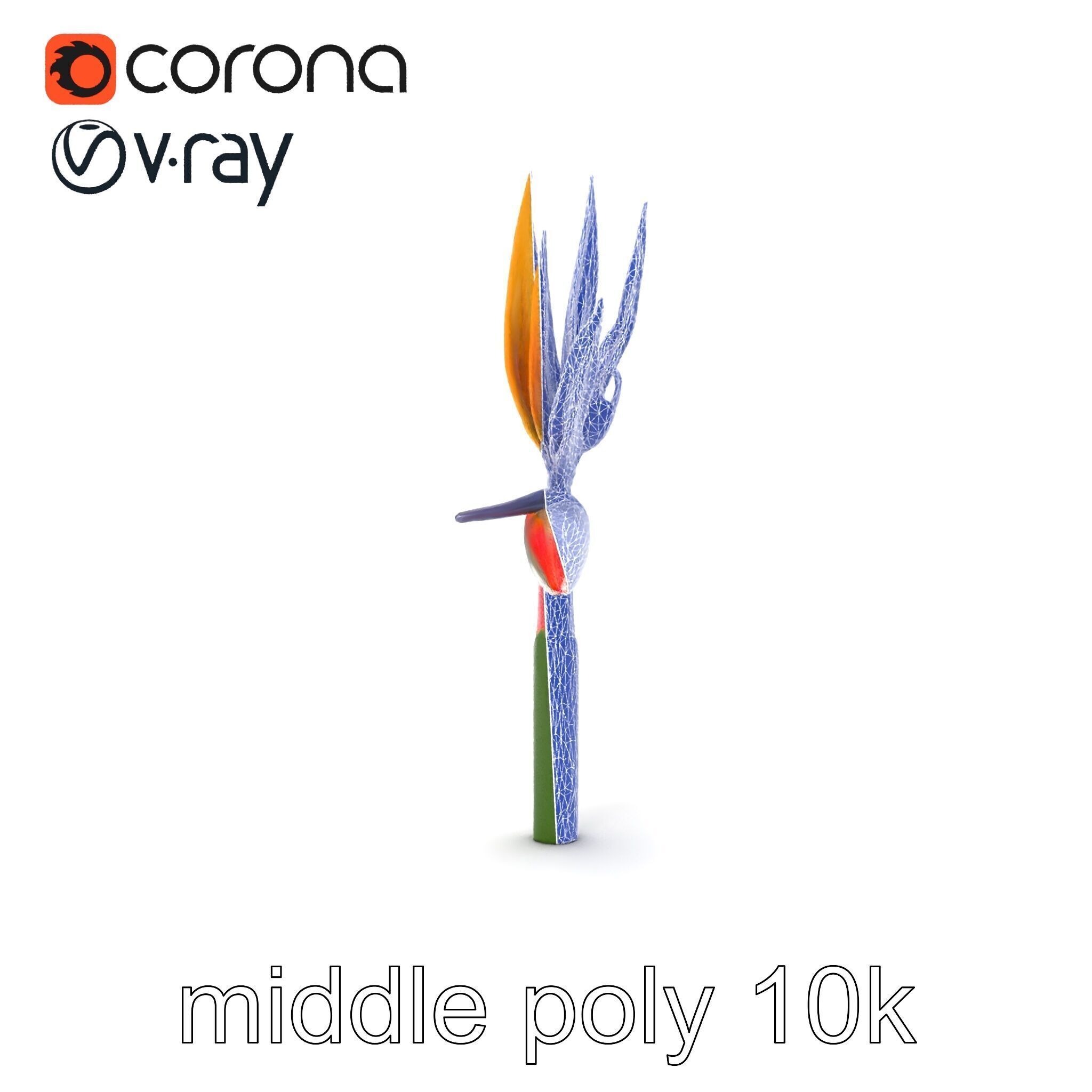 Strelitzia Flower Elegance model pack Low-poly 3D model_29