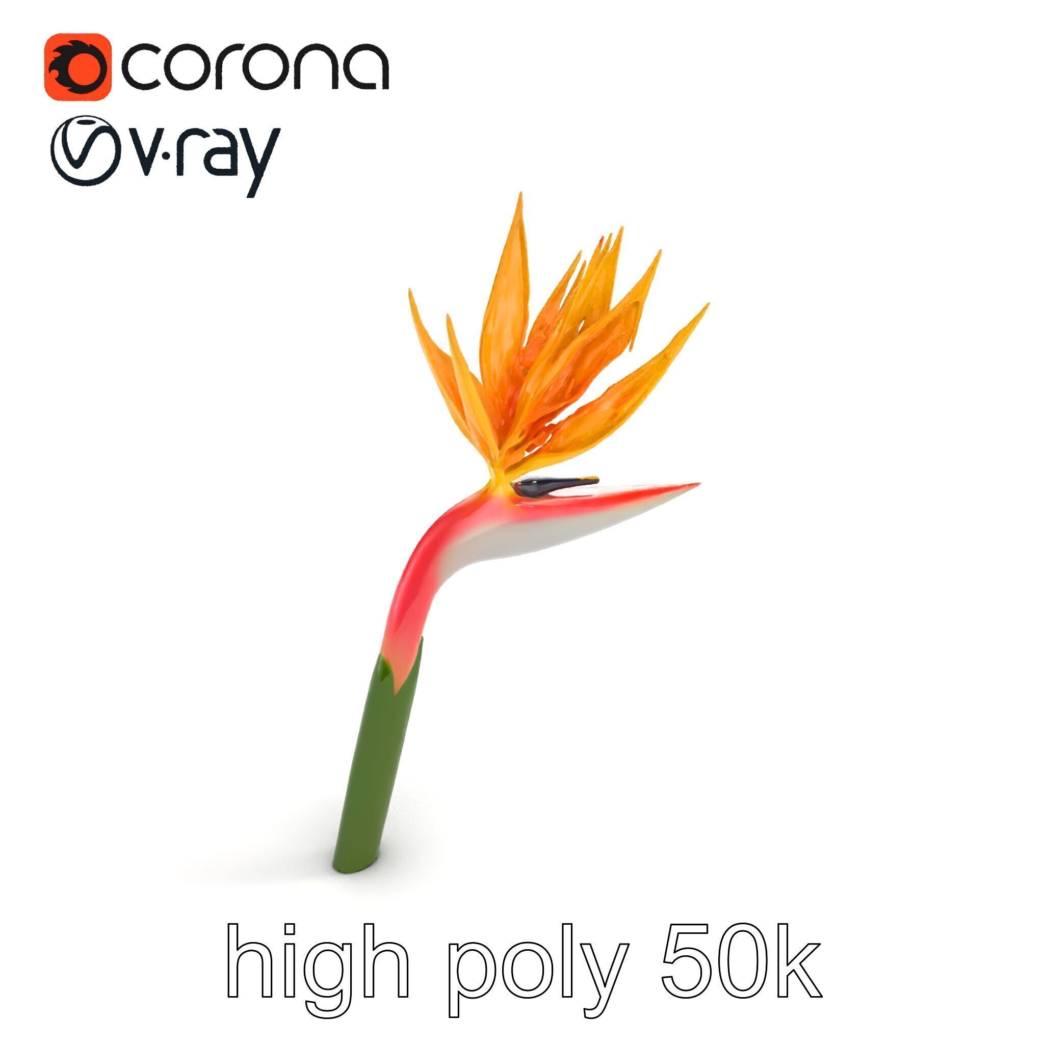 Strelitzia Flower Elegance model pack Low-poly 3D model_9