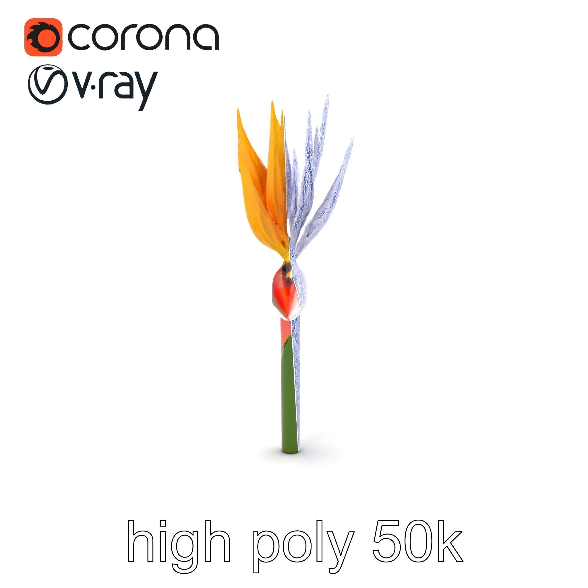 Strelitzia Flower Elegance model pack Low-poly 3D model_27