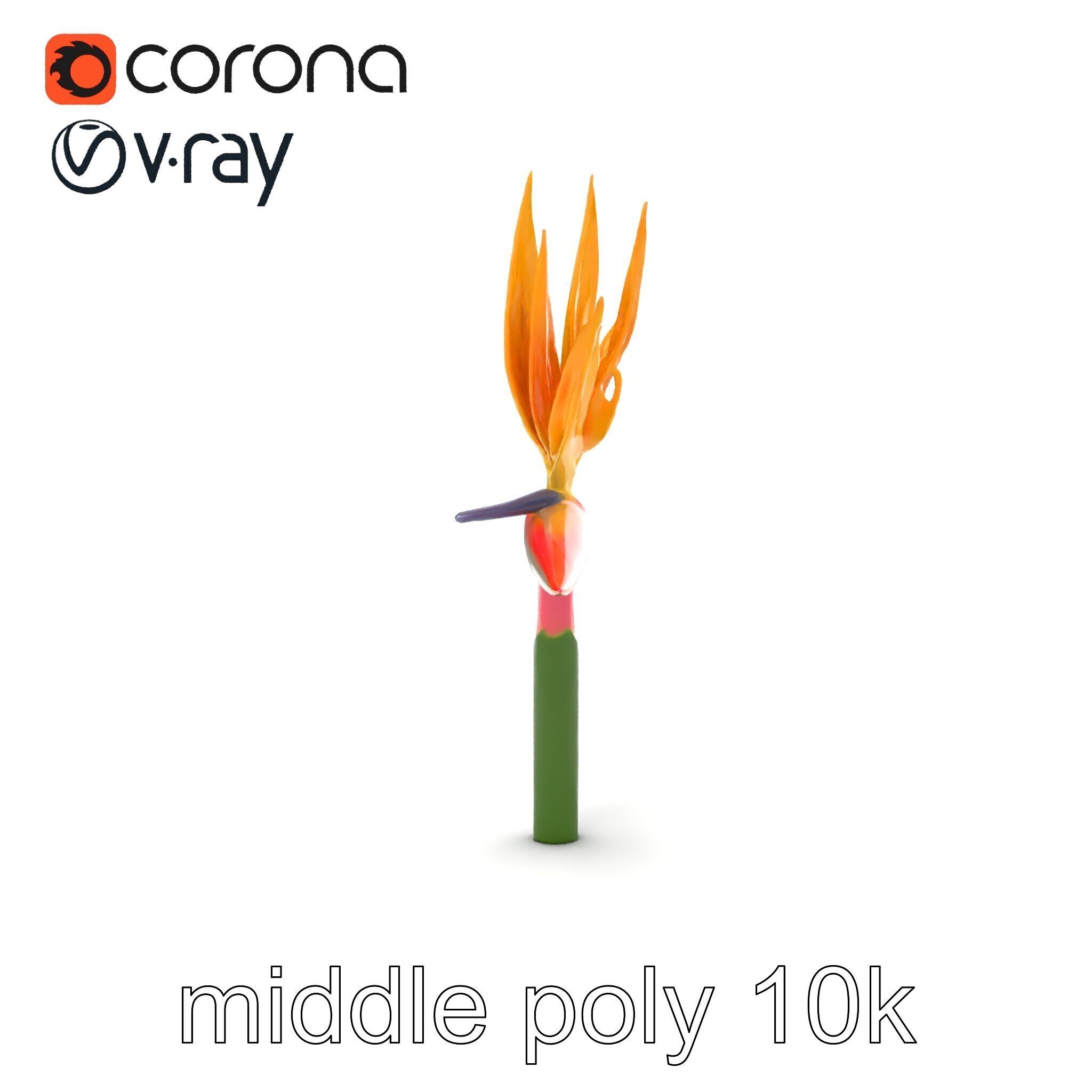 Strelitzia Flower Elegance model pack Low-poly 3D model_23