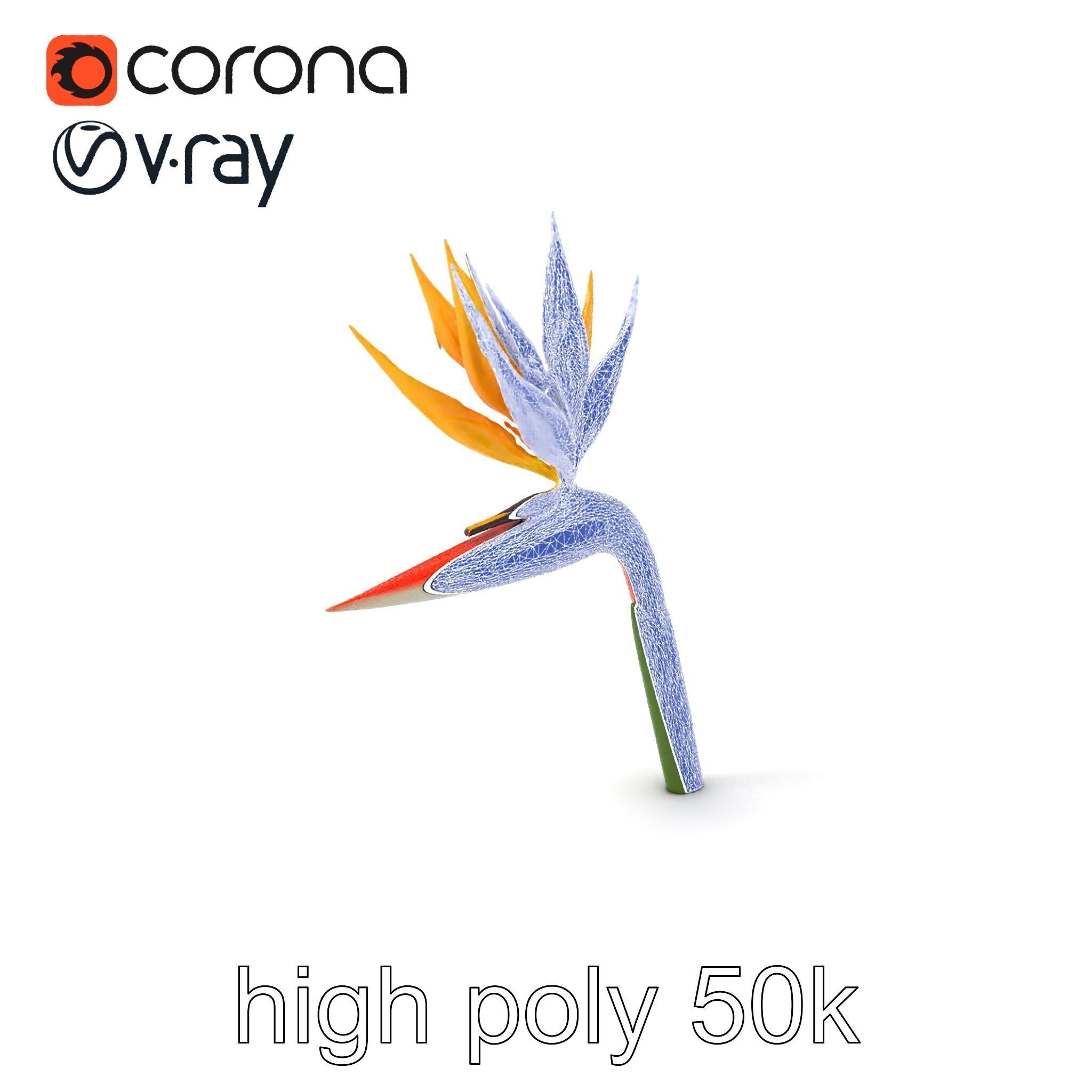 Strelitzia Flower Elegance model pack Low-poly 3D model_1