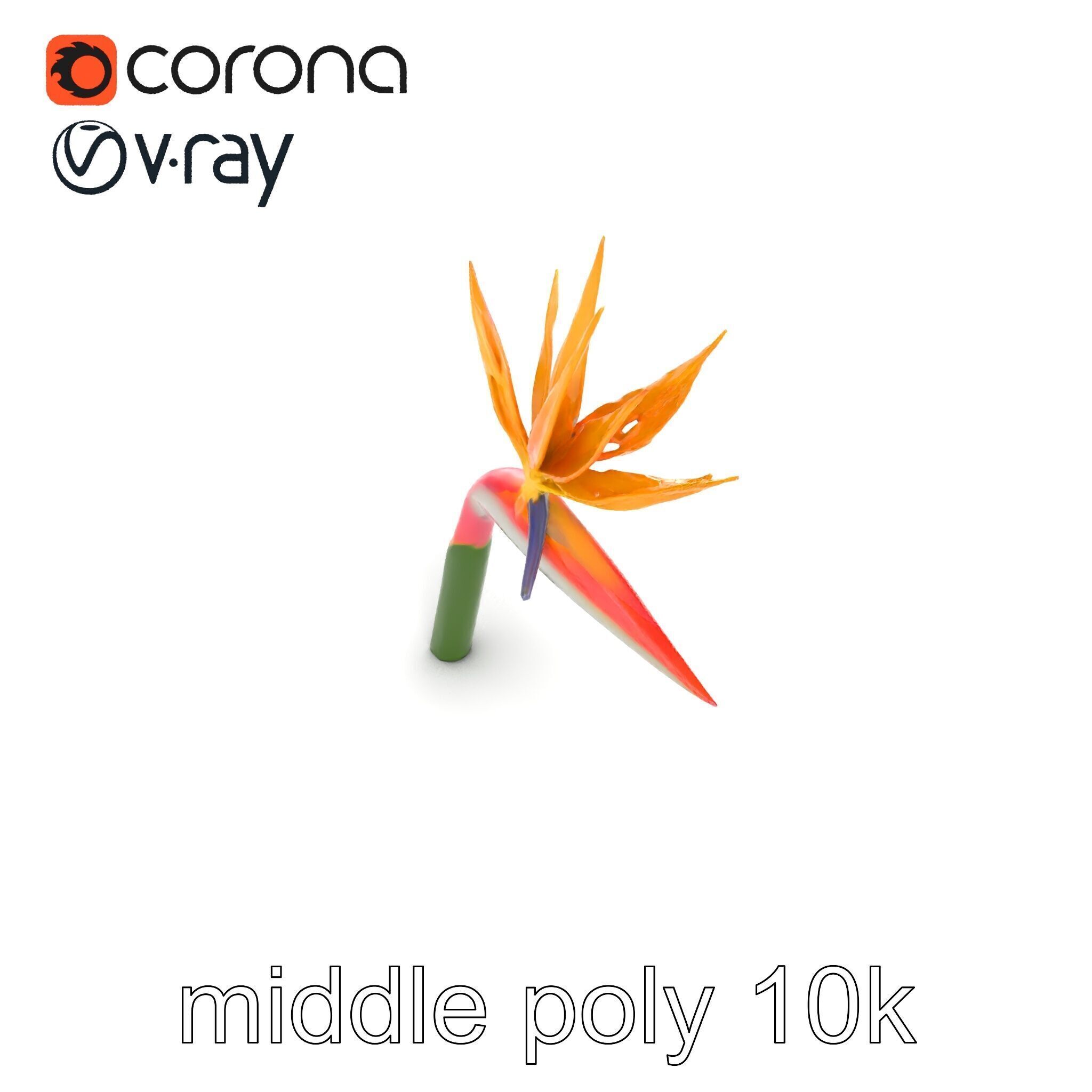 Strelitzia Flower Elegance model pack Low-poly 3D model_26
