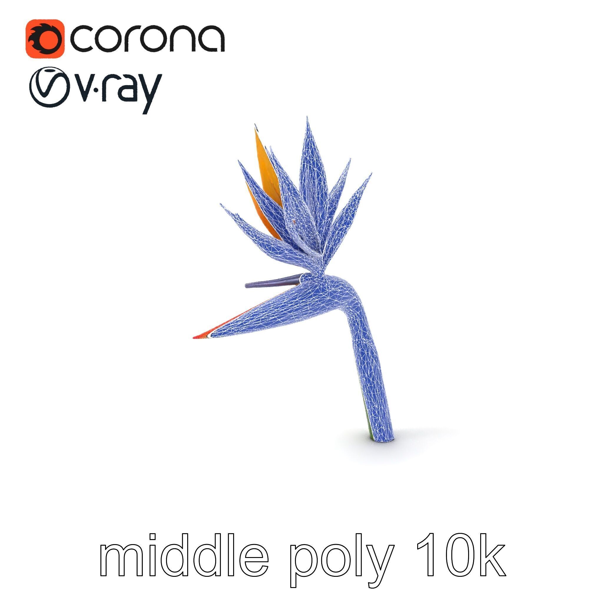 Strelitzia Flower Elegance model pack Low-poly 3D model_5