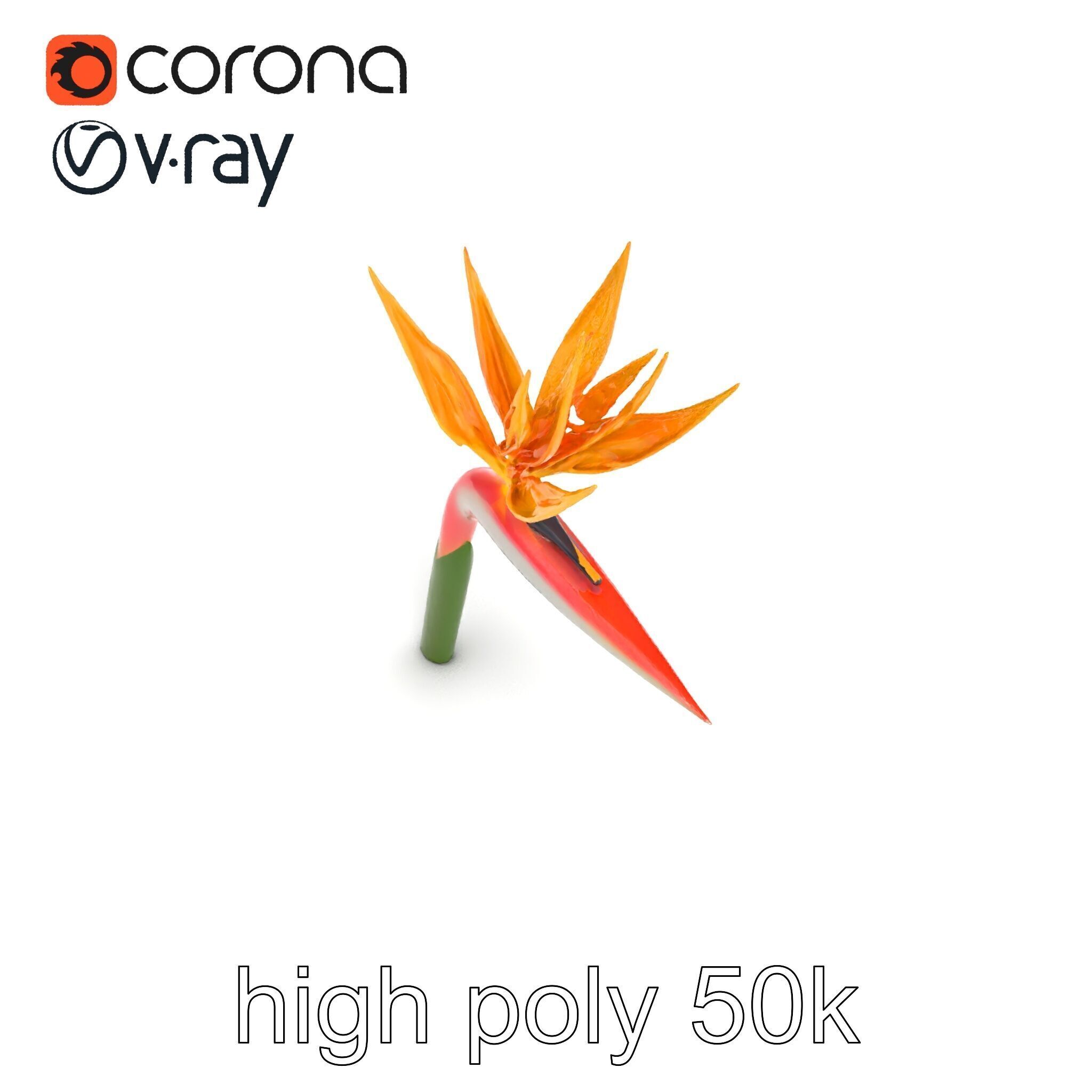 Strelitzia Flower Elegance model pack Low-poly 3D model_19