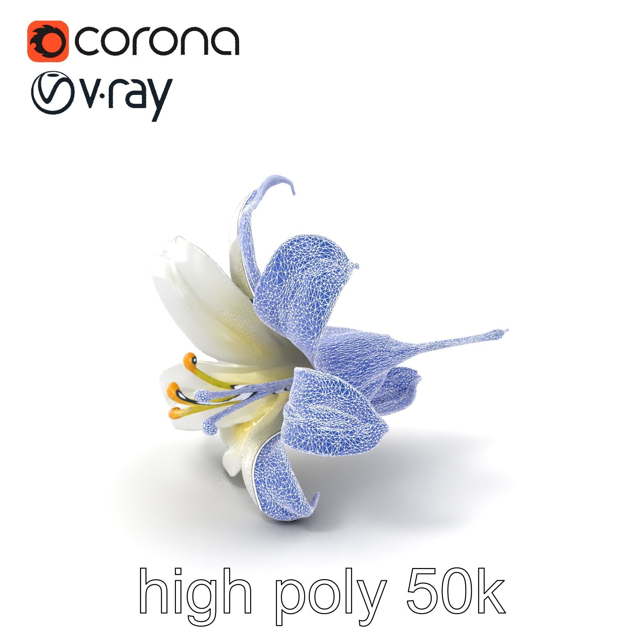 White Lily Candidum Flower model pack Low-poly 3D model_1