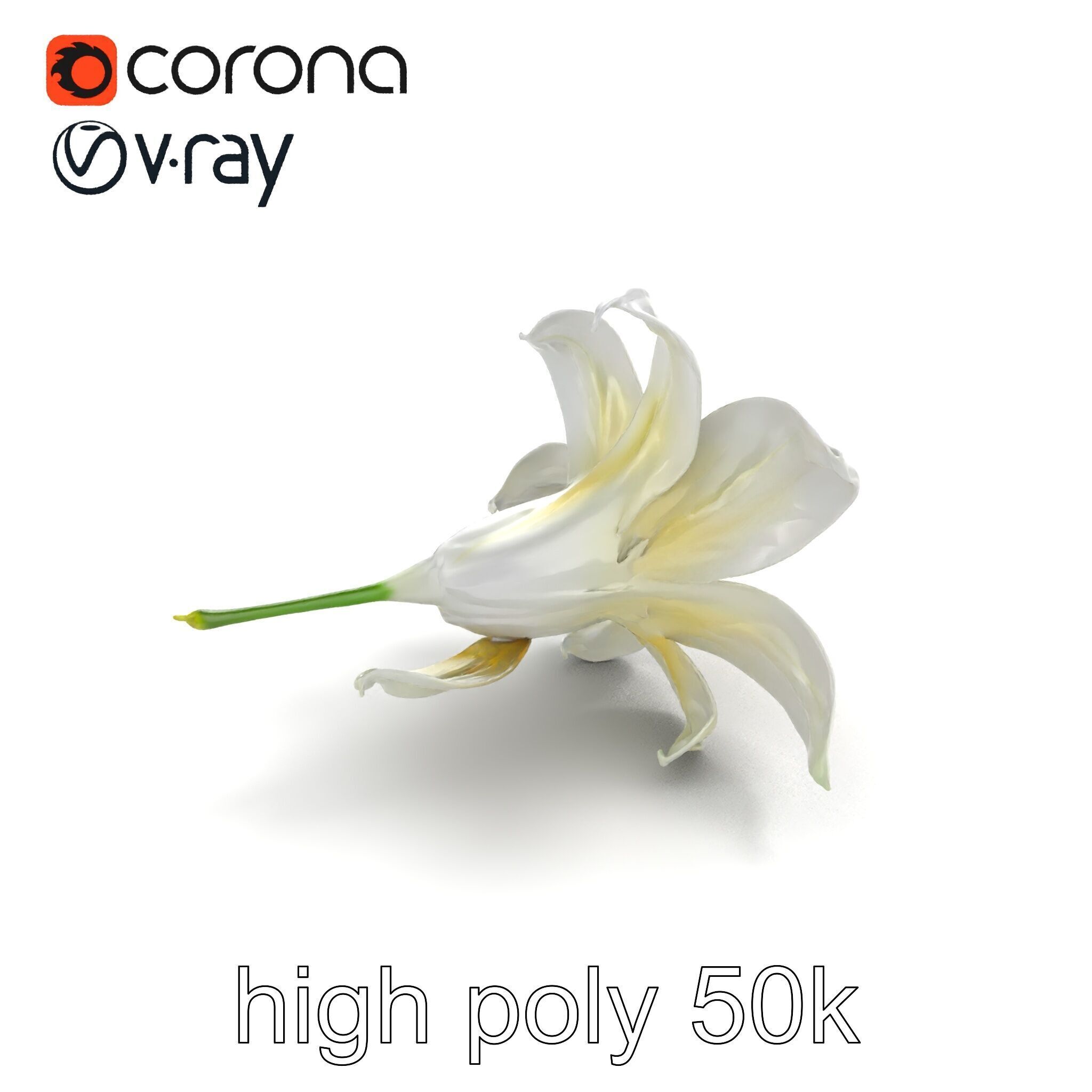 White Lily Candidum Flower model pack Low-poly 3D model_9