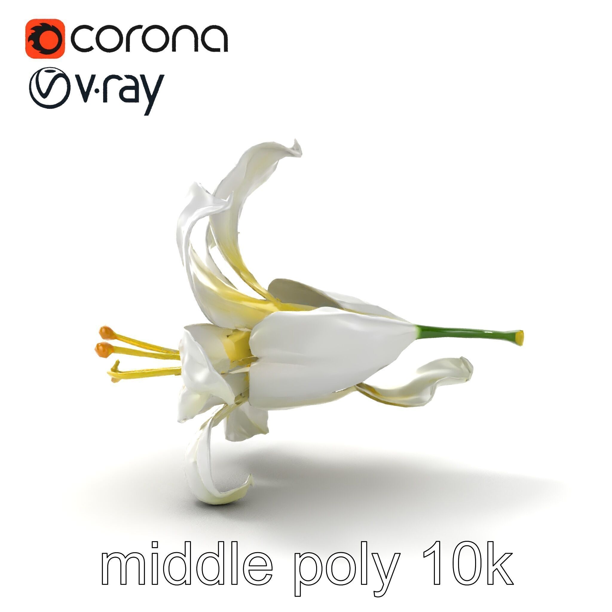 White Lily Candidum Flower model pack Low-poly 3D model_15