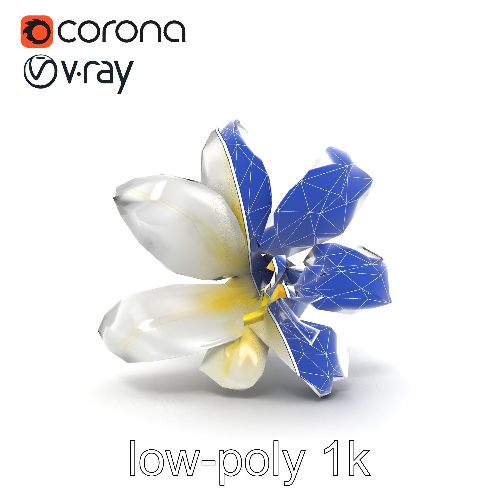 White Lily Candidum Flower model pack Low-poly 3D model_16