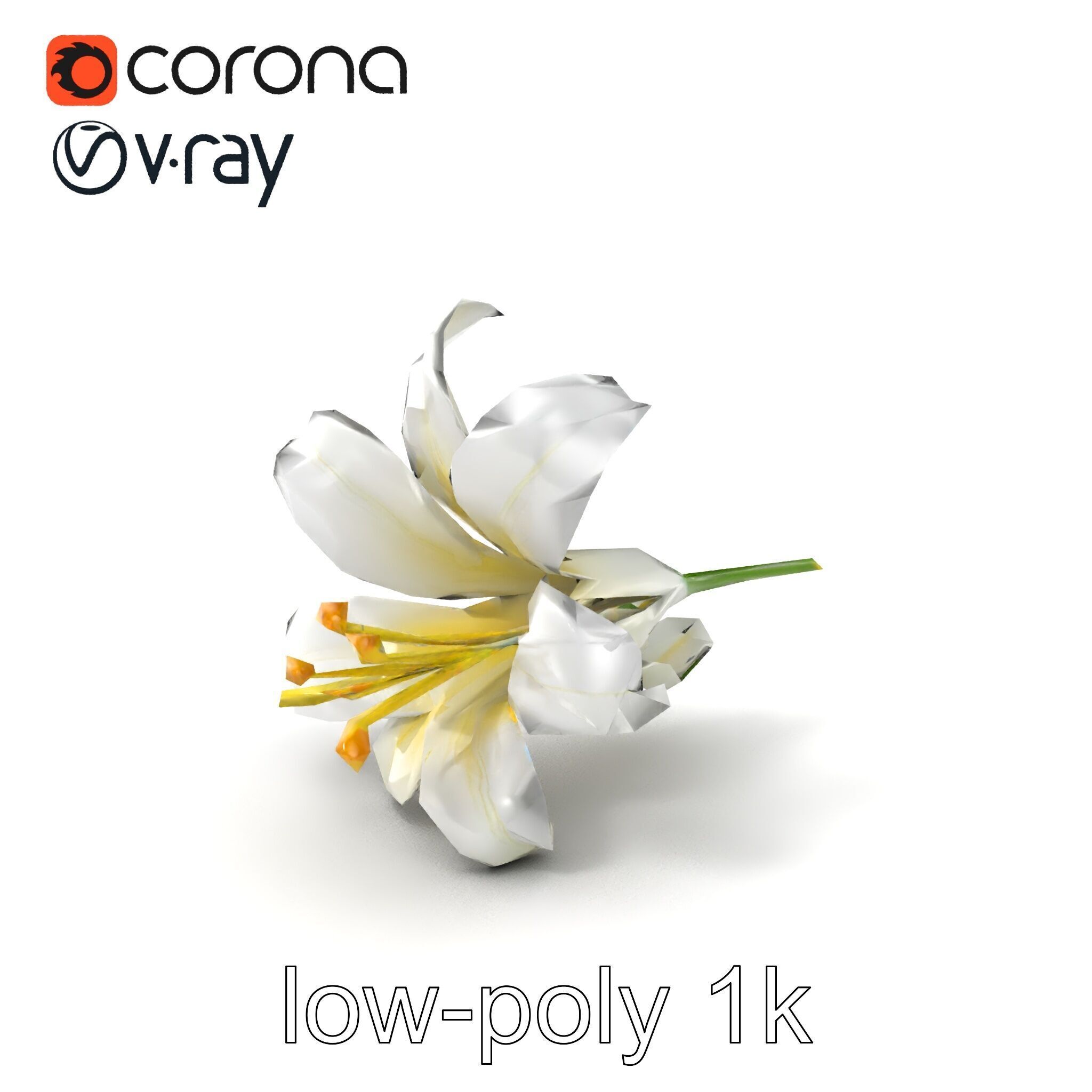 White Lily Candidum Flower model pack Low-poly 3D model_4