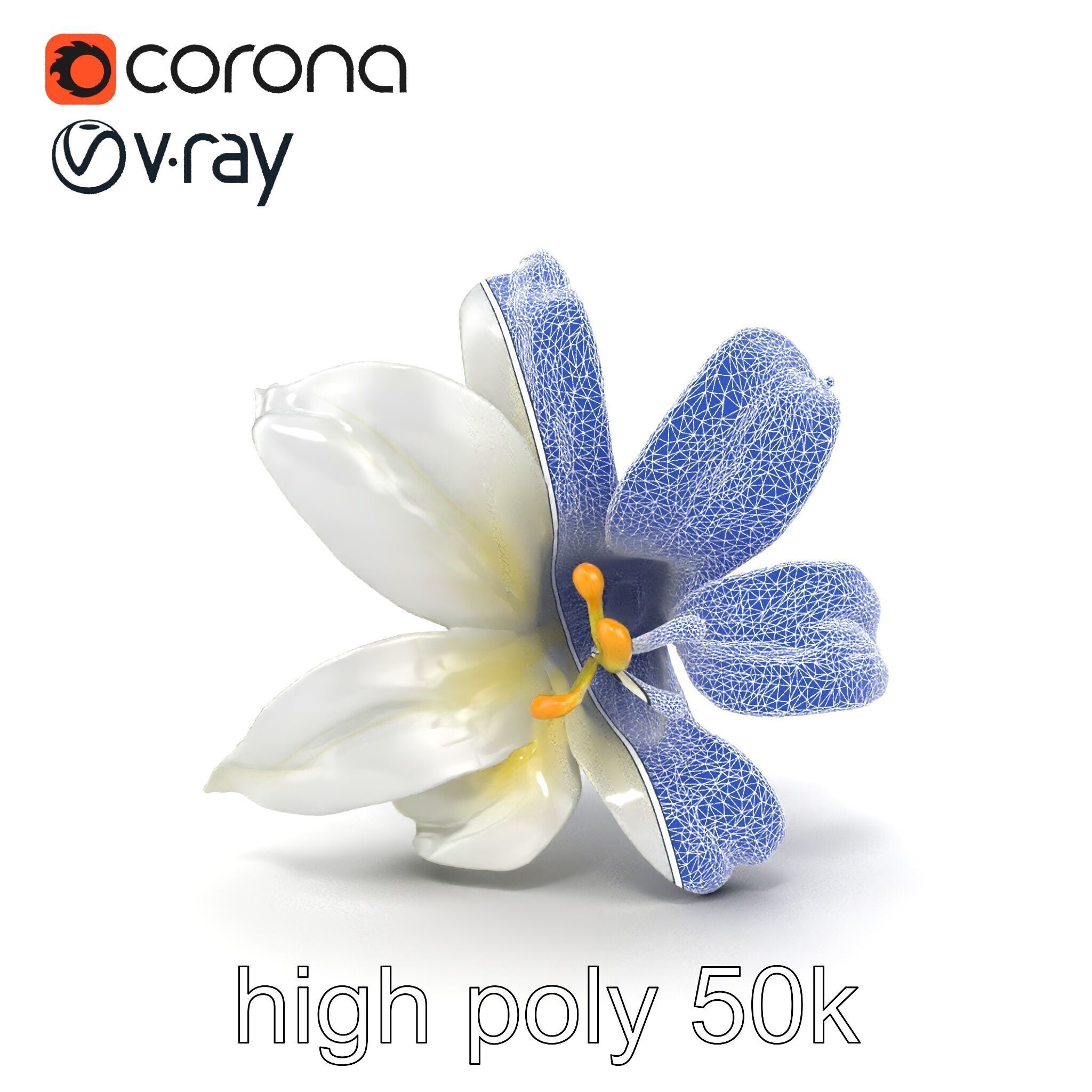 White Lily Candidum Flower model pack Low-poly 3D model_25
