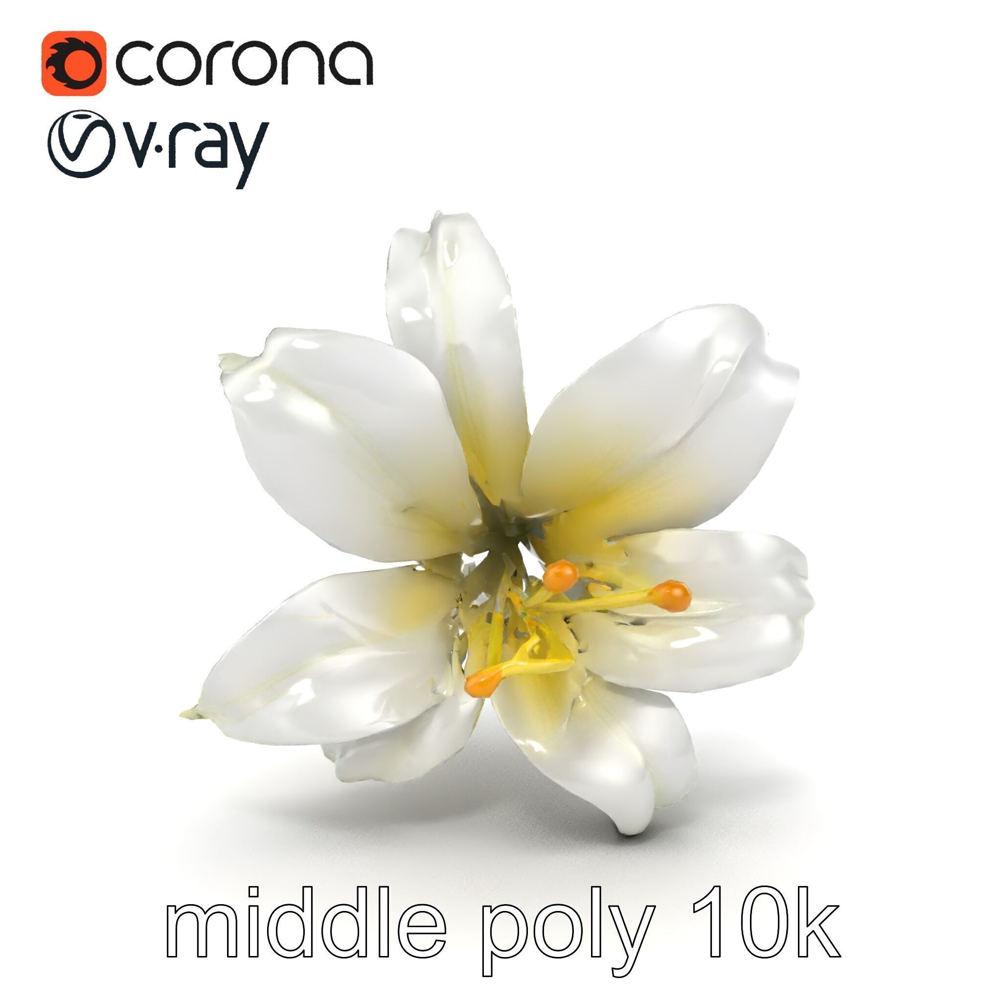 White Lily Candidum Flower model pack Low-poly 3D model_30