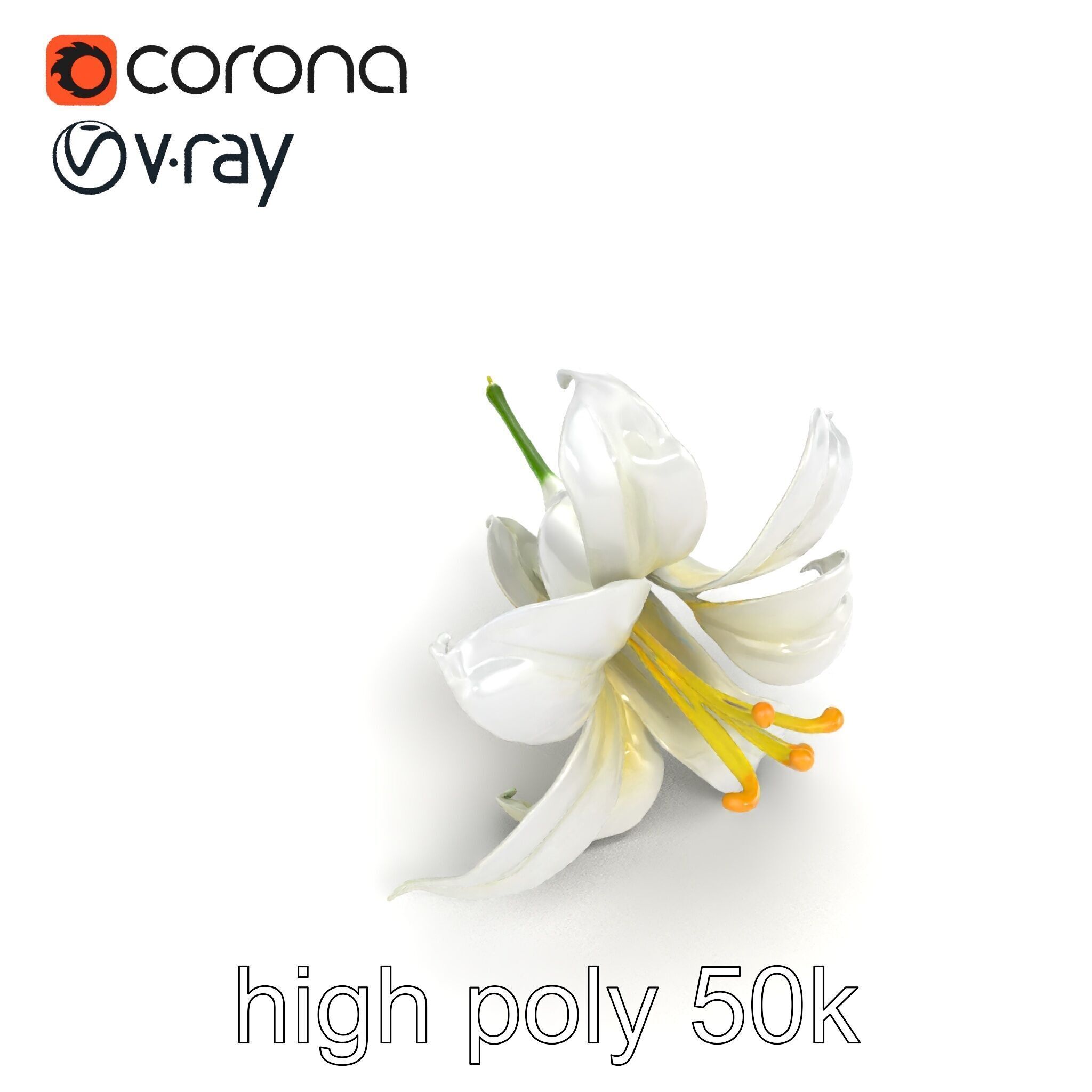 White Lily Candidum Flower model pack Low-poly 3D model_17