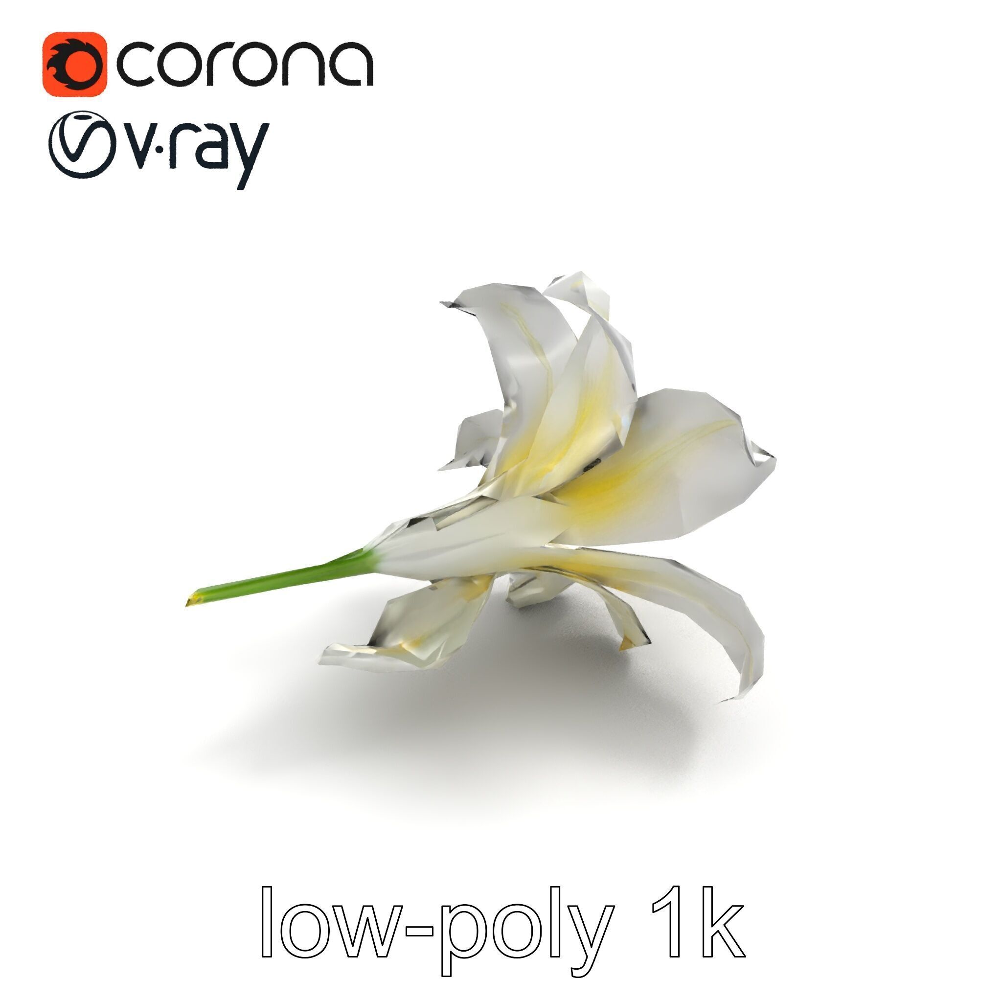 White Lily Candidum Flower model pack Low-poly 3D model_8