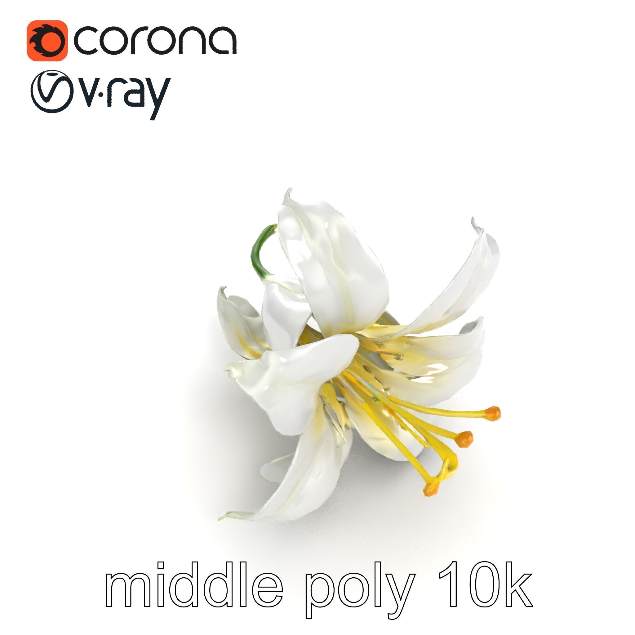 White Lily Candidum Flower model pack Low-poly 3D model_11