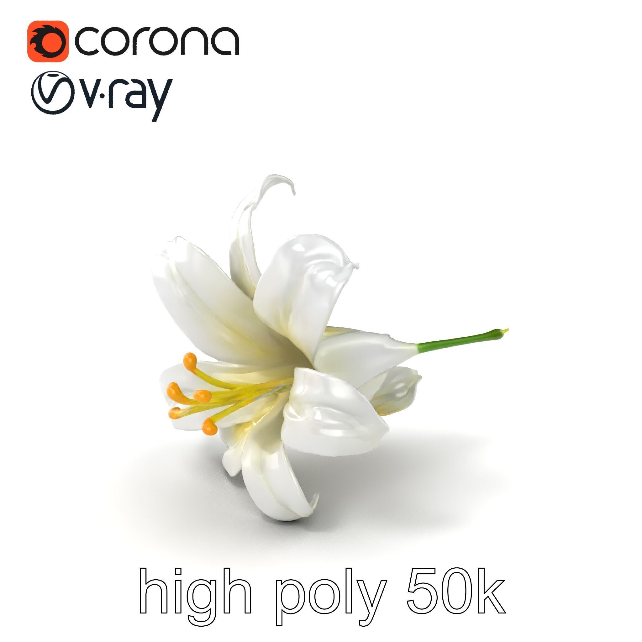 White Lily Candidum Flower model pack Low-poly 3D model_2