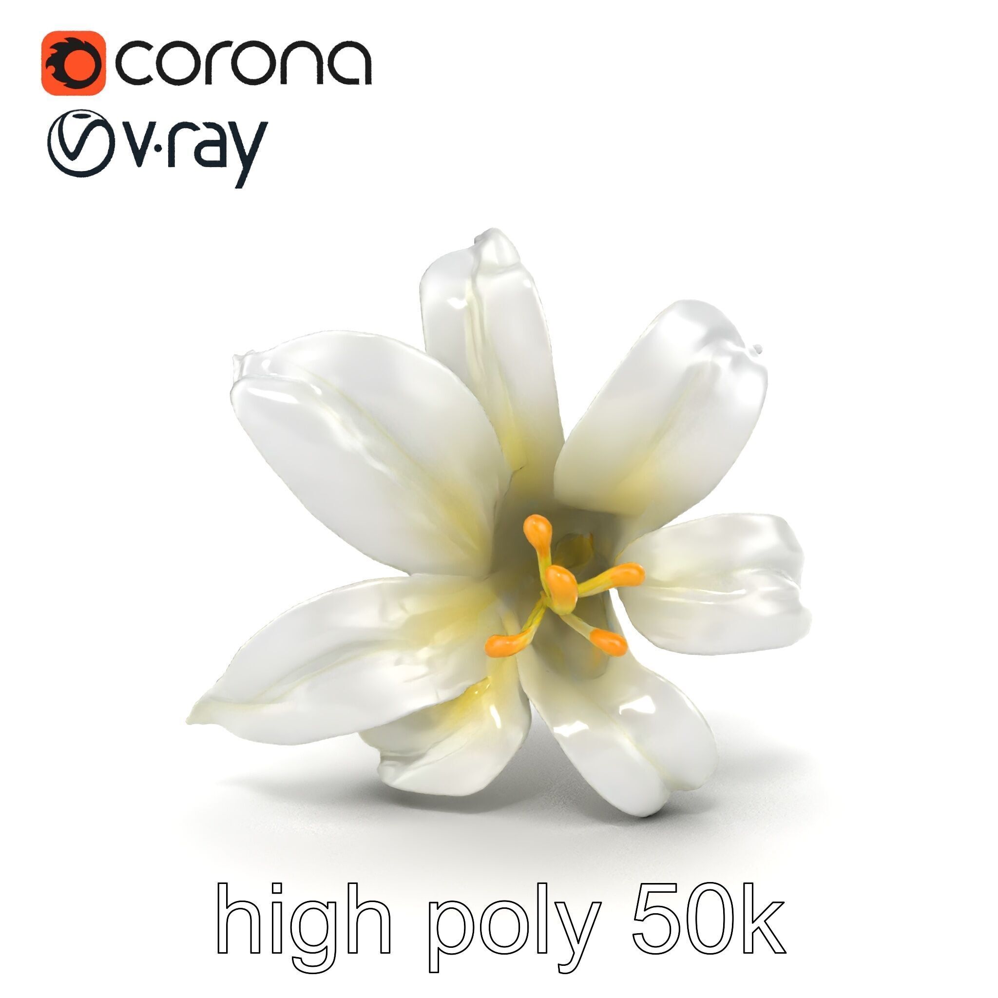 White Lily Candidum Flower model pack Low-poly 3D model_22