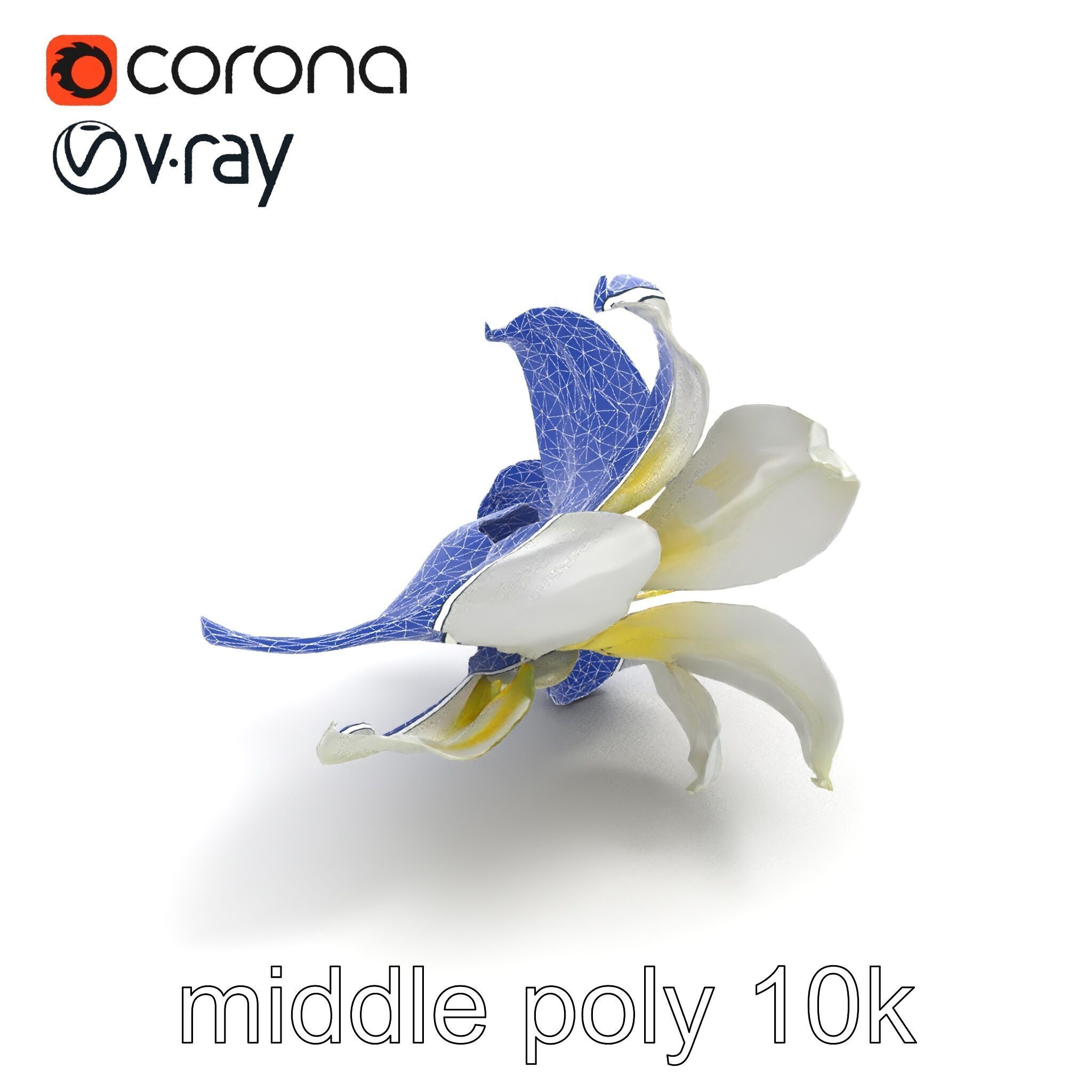 White Lily Candidum Flower model pack Low-poly 3D model_10