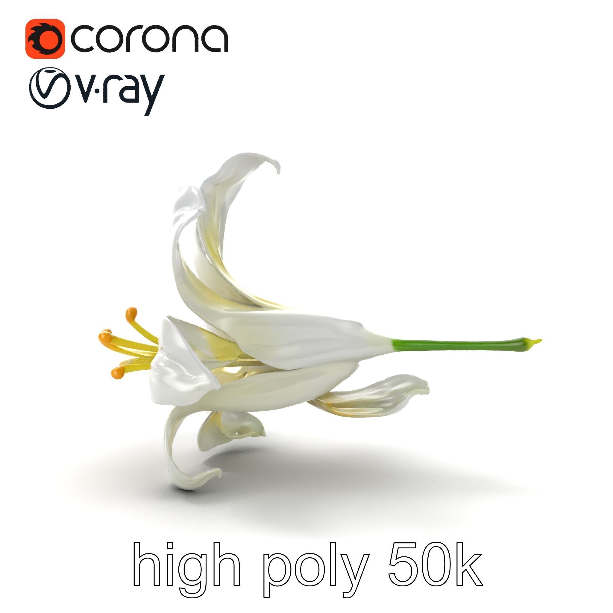 White Lily Candidum Flower model pack Low-poly 3D model_23