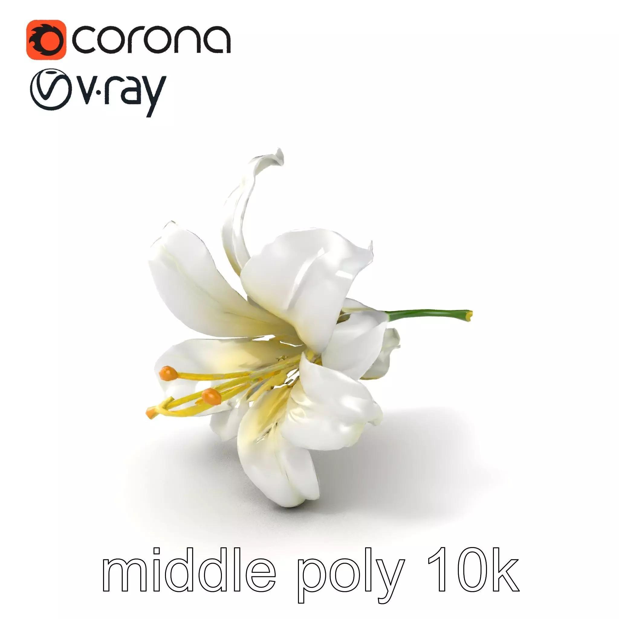White Lily Candidum Flower model pack Low-poly 3D model_0