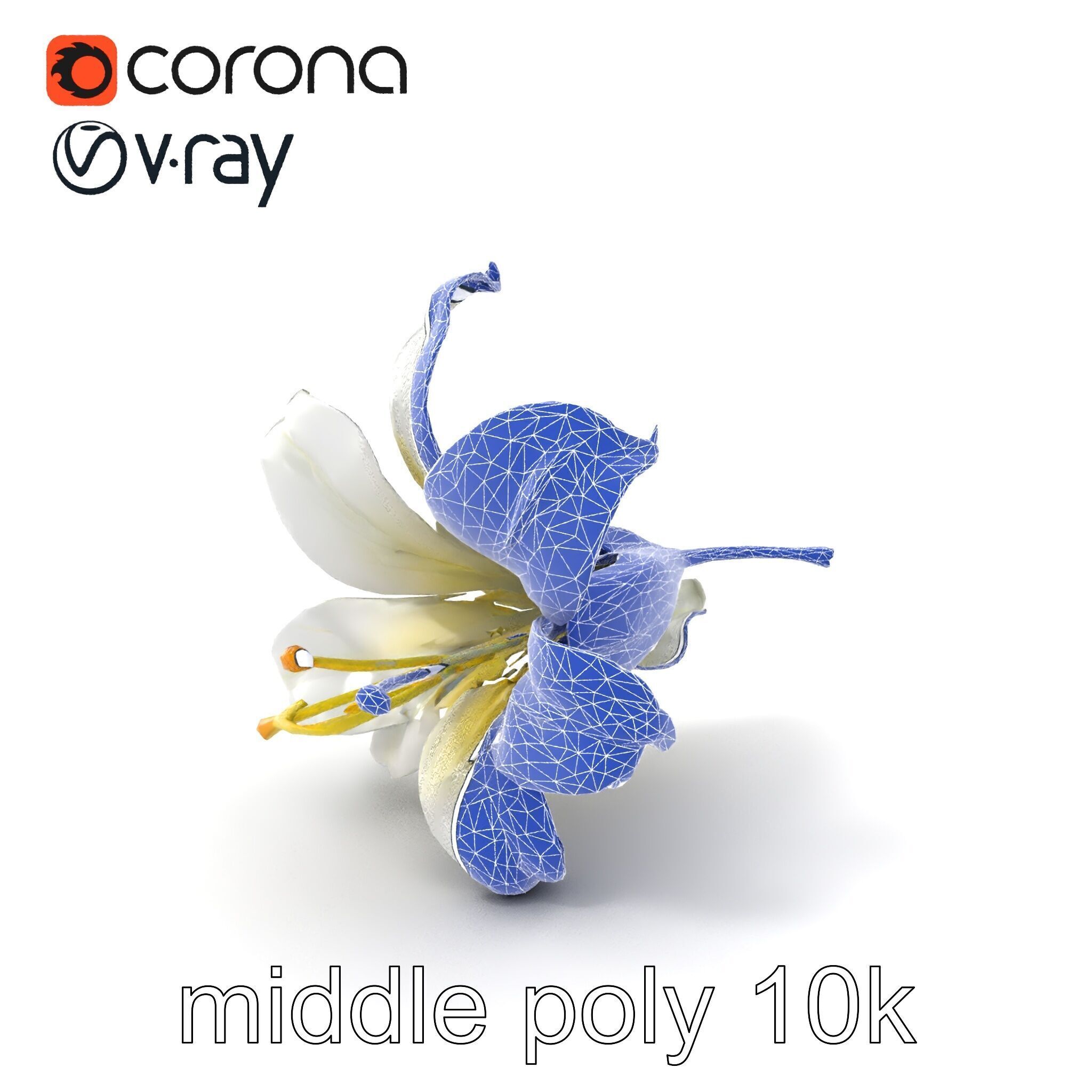 White Lily Candidum Flower model pack Low-poly 3D model_5