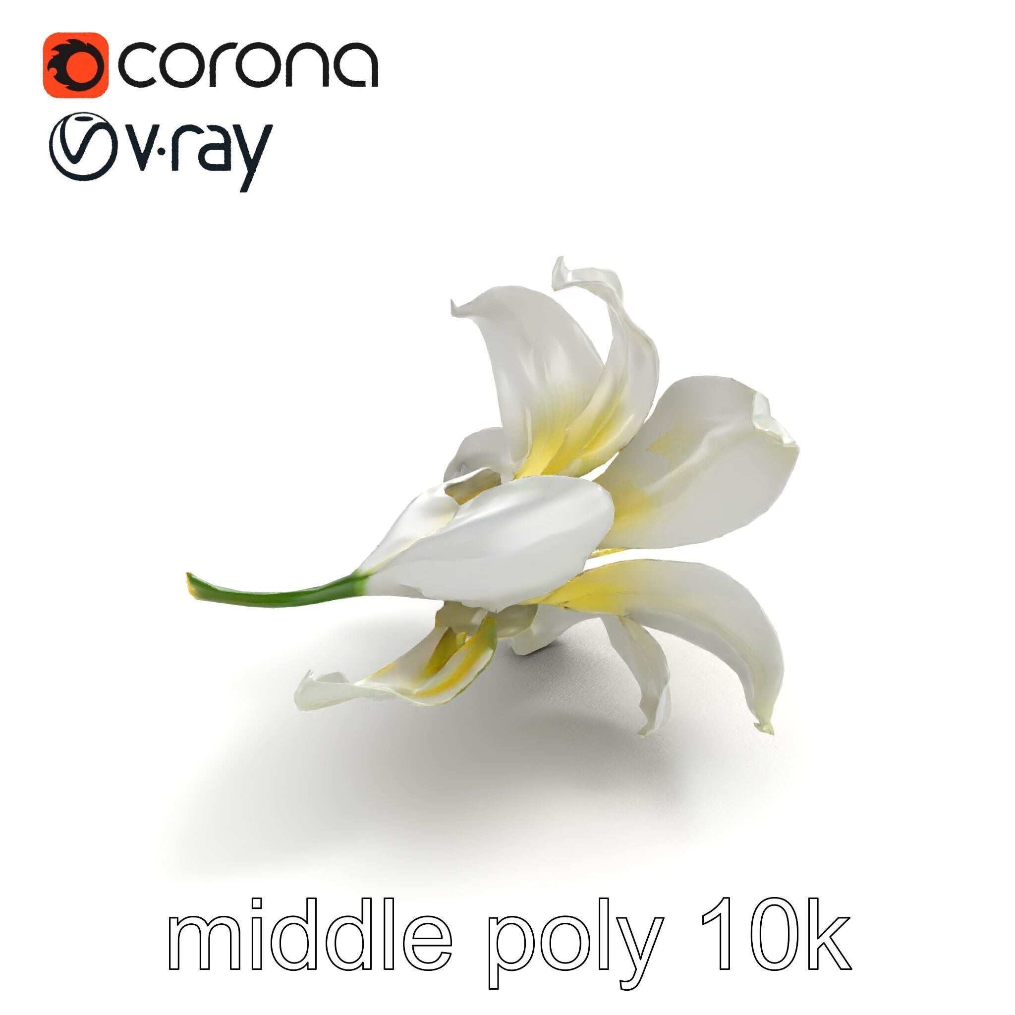 White Lily Candidum Flower model pack Low-poly 3D model_7