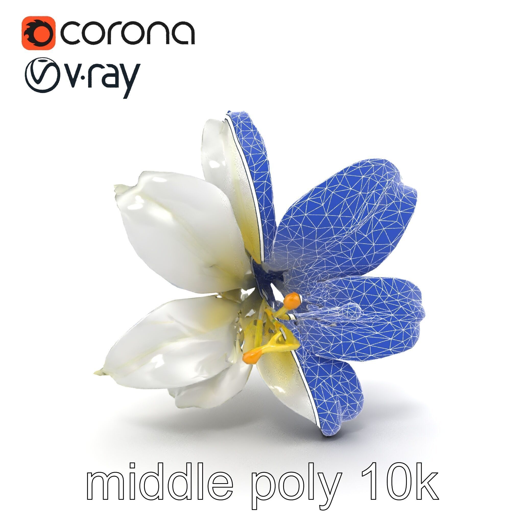 White Lily Candidum Flower model pack Low-poly 3D model_20