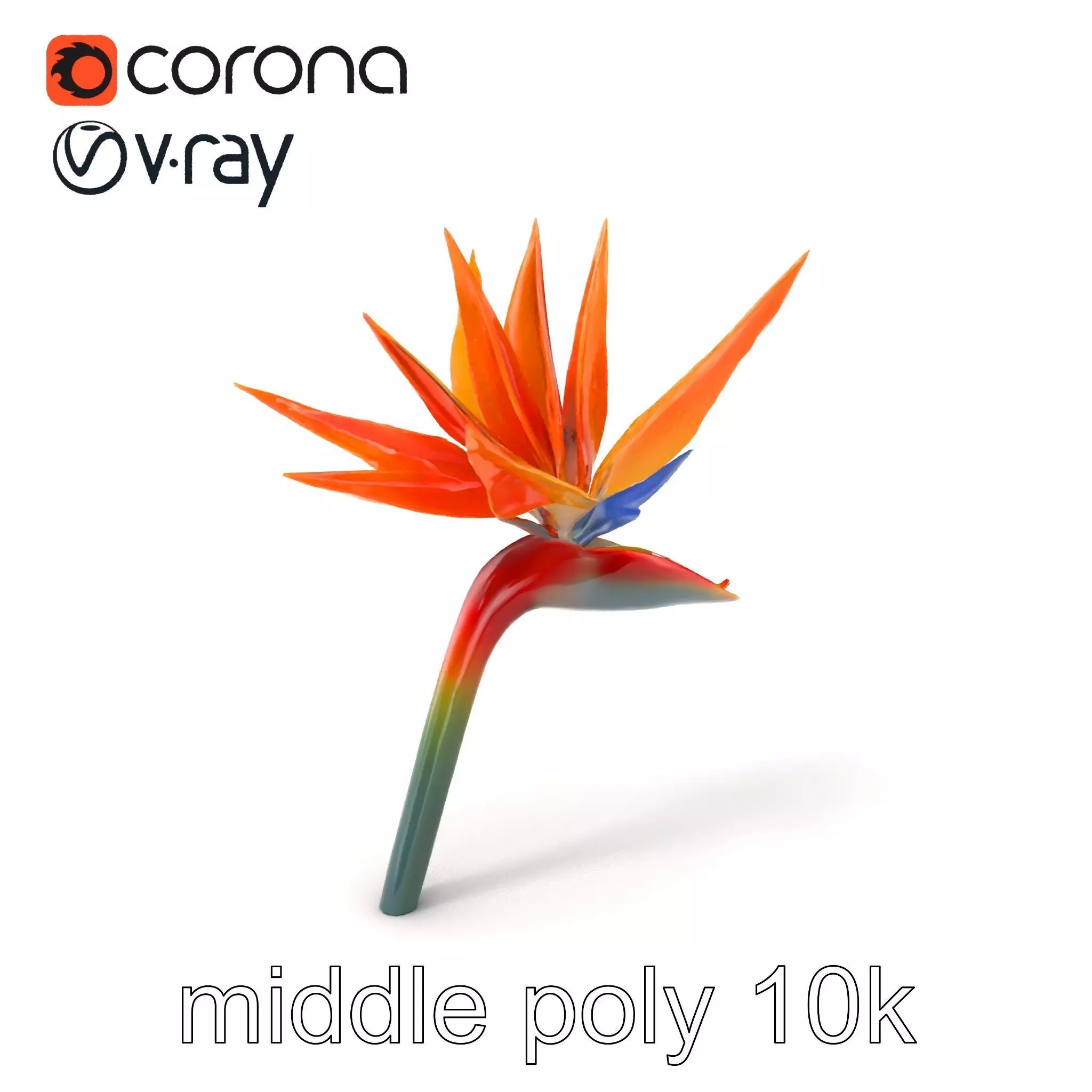 Strelitzia Bicolor Gradient Petal Sculpture Model Pack Low-poly 3D model_0