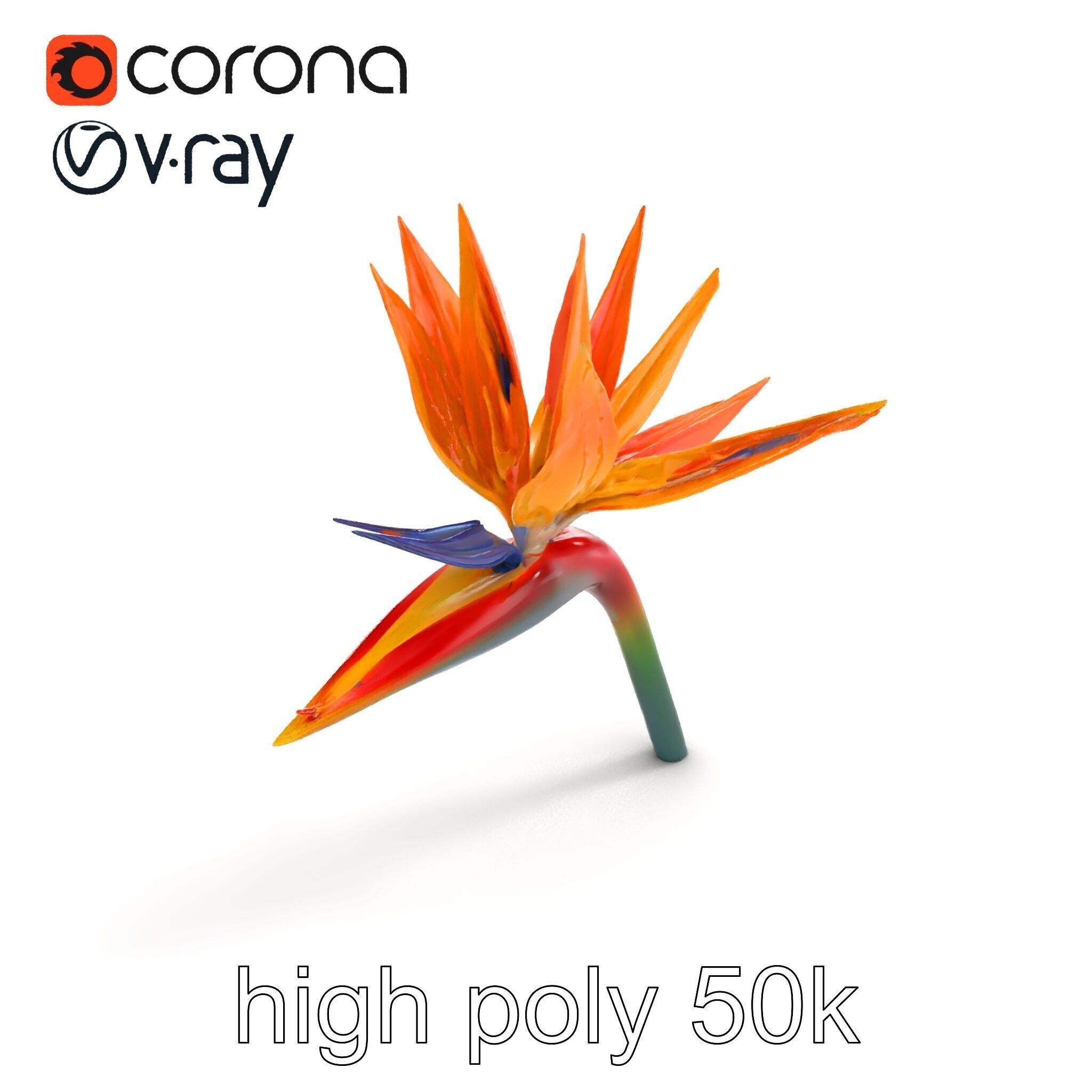 Strelitzia Bicolor Gradient Petal Sculpture Model Pack Low-poly 3D model_9