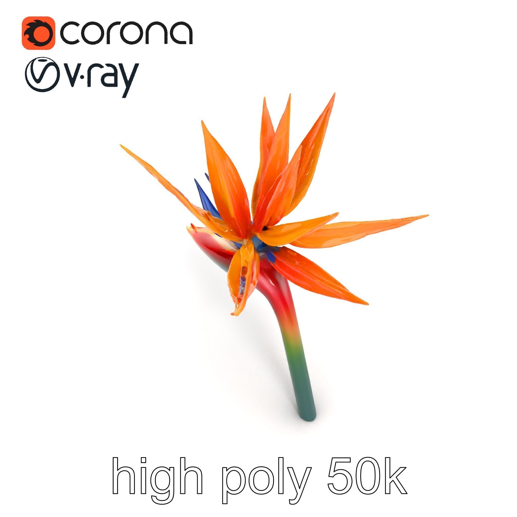 Strelitzia Bicolor Gradient Petal Sculpture Model Pack Low-poly 3D model_16