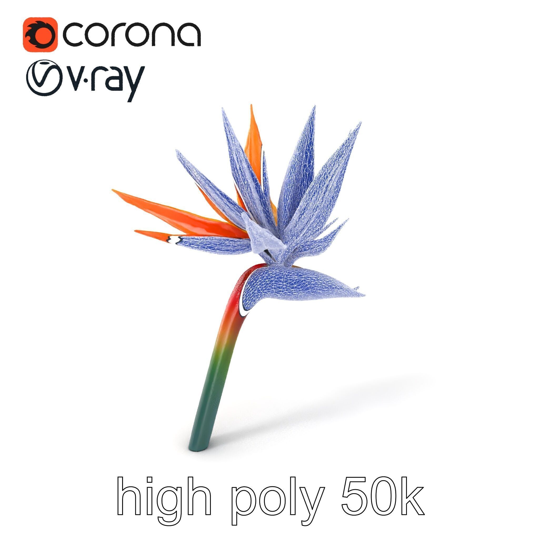 Strelitzia Bicolor Gradient Petal Sculpture Model Pack Low-poly 3D model_1