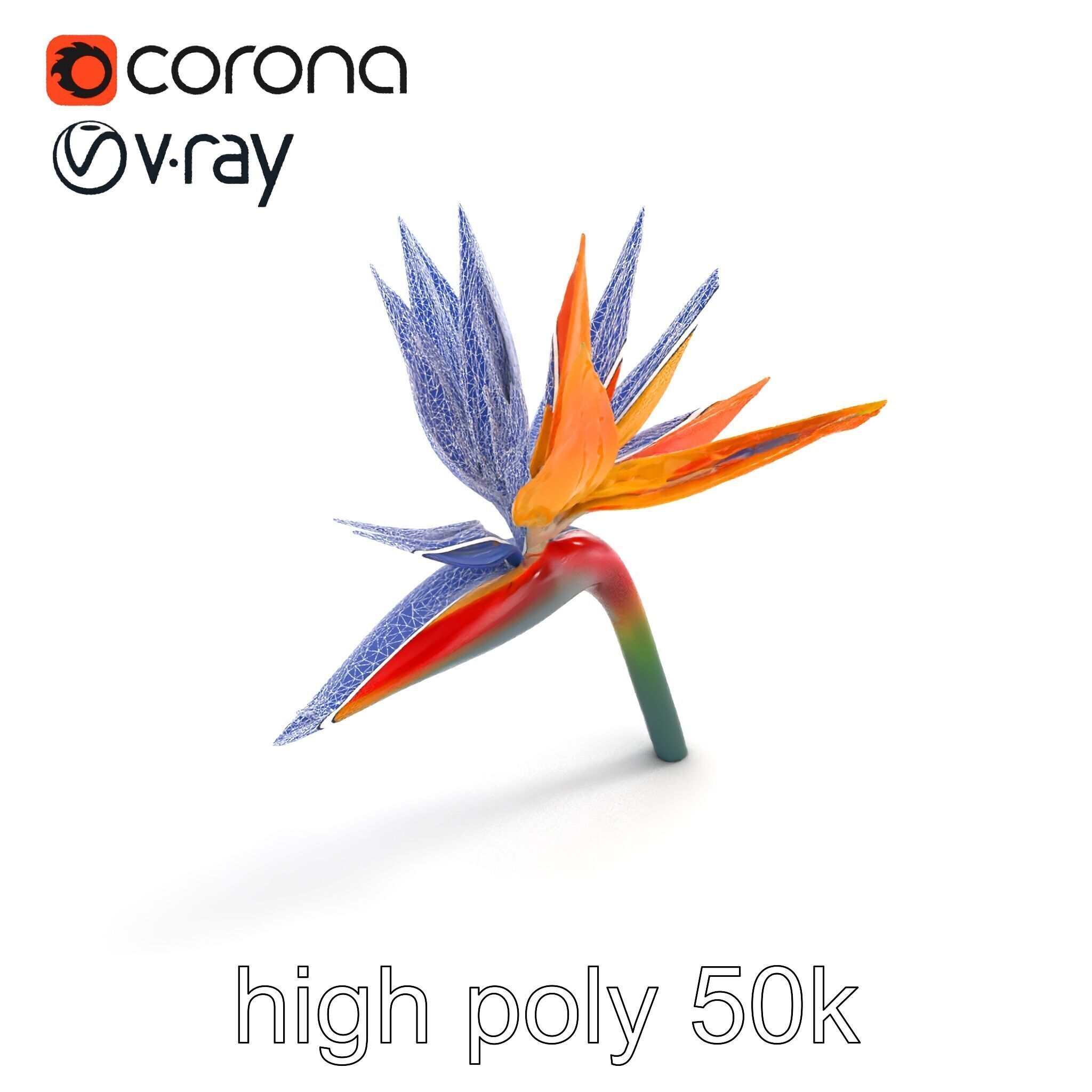 Strelitzia Bicolor Gradient Petal Sculpture Model Pack Low-poly 3D model_15
