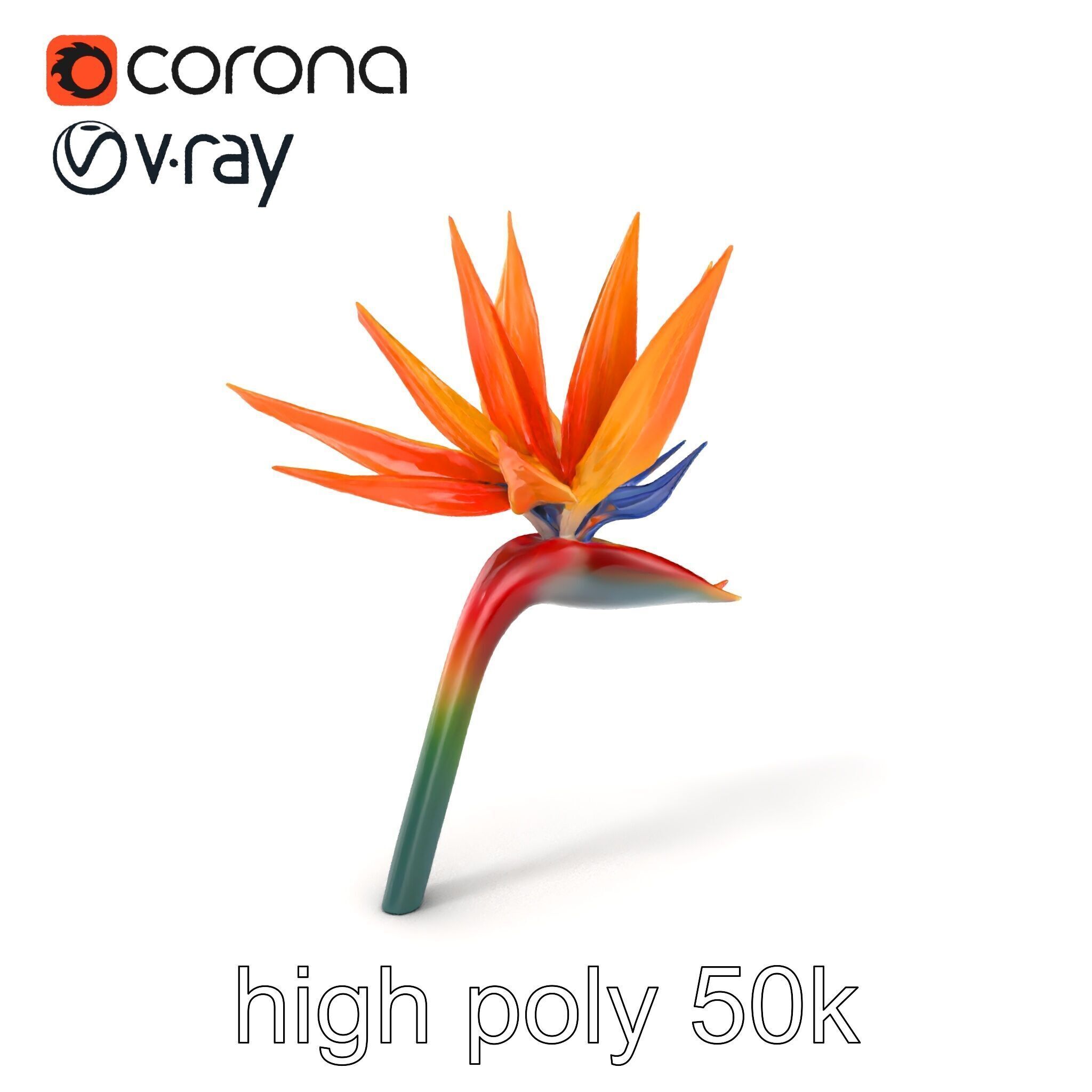 Strelitzia Bicolor Gradient Petal Sculpture Model Pack Low-poly 3D model_2