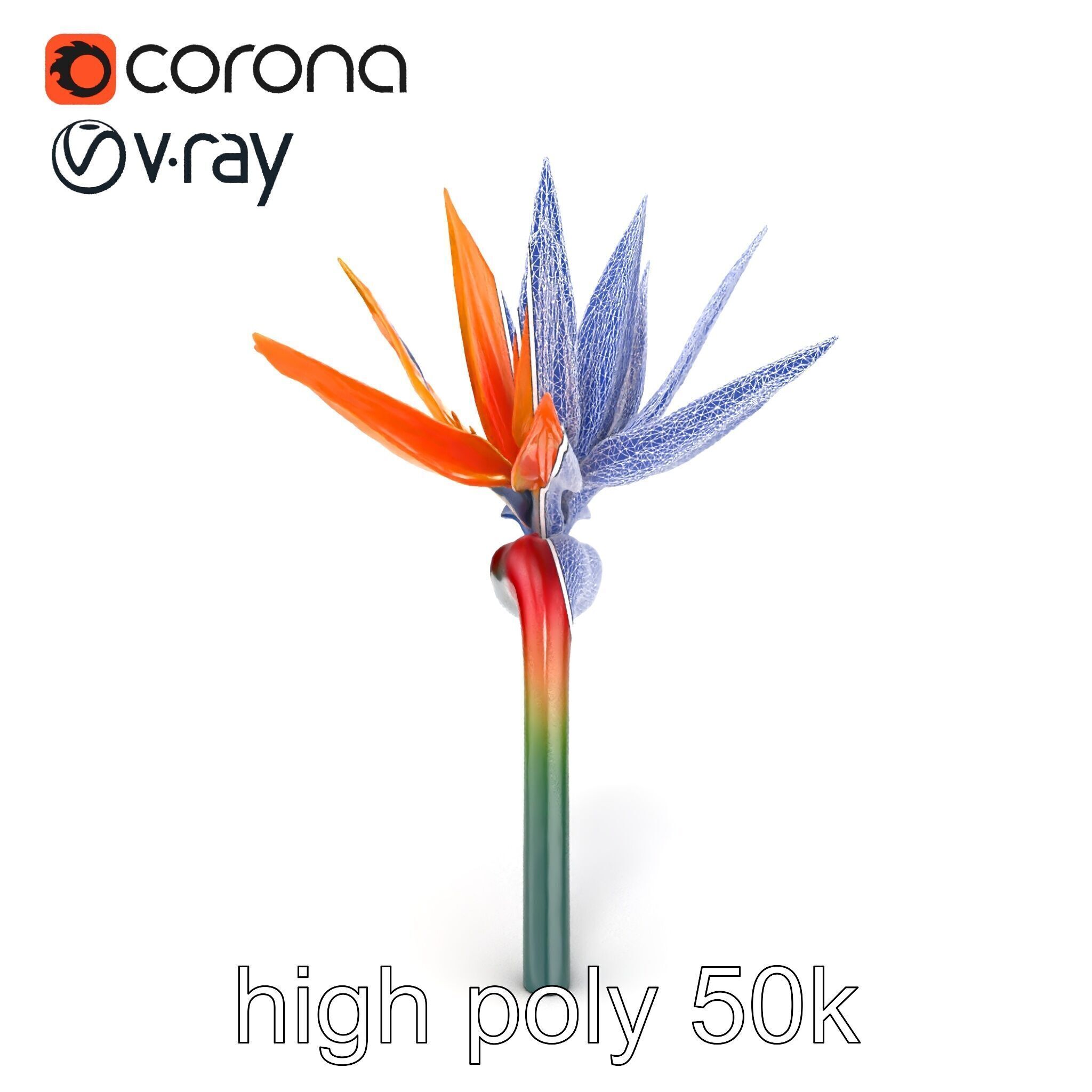 Strelitzia Bicolor Gradient Petal Sculpture Model Pack Low-poly 3D model_24