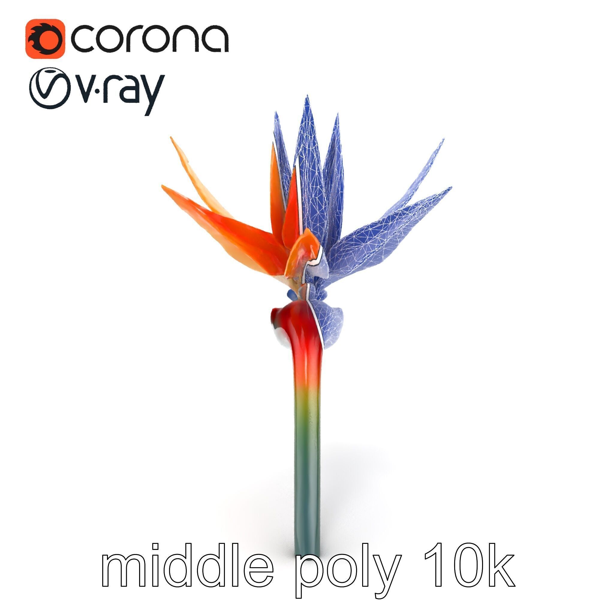 Strelitzia Bicolor Gradient Petal Sculpture Model Pack Low-poly 3D model_18