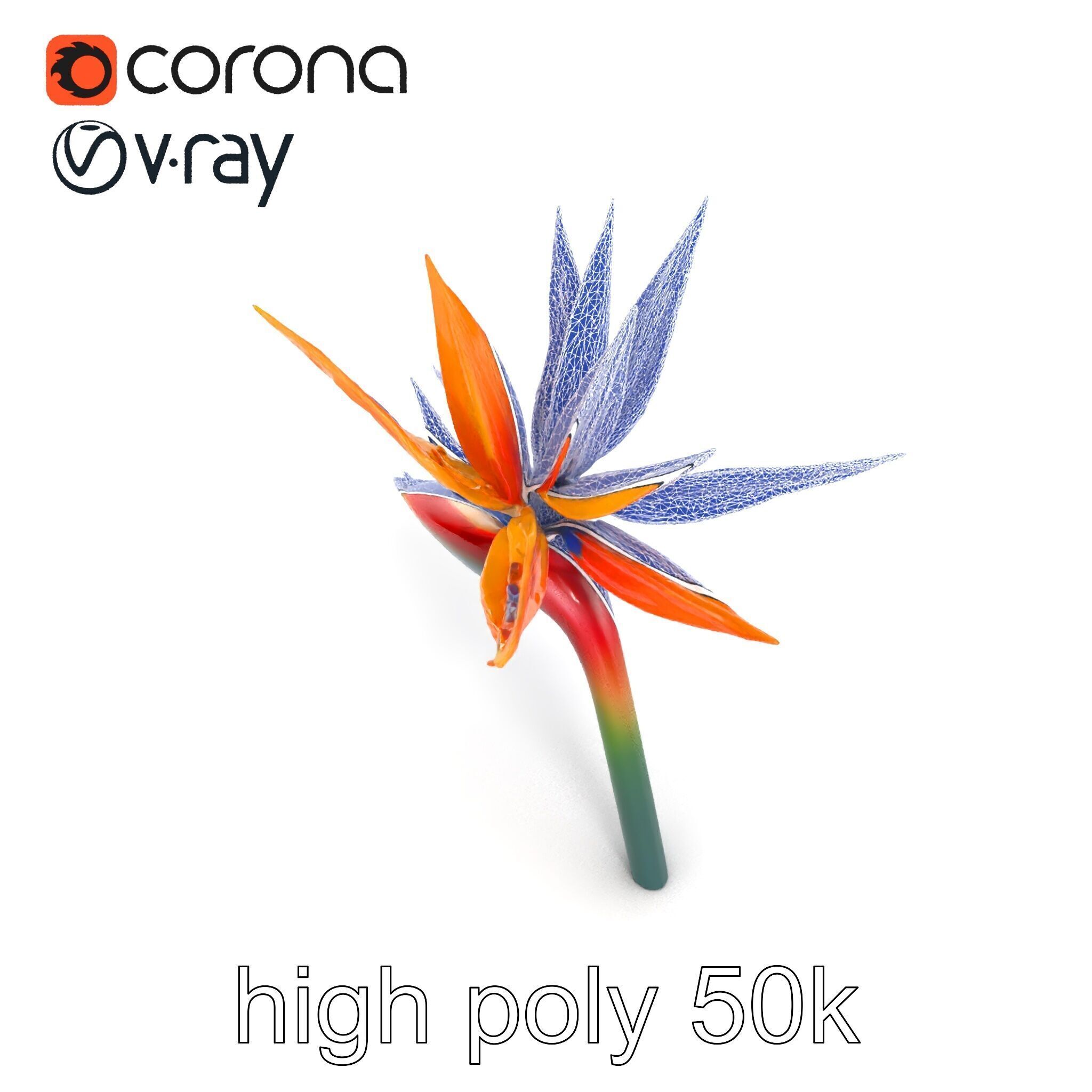 Strelitzia Bicolor Gradient Petal Sculpture Model Pack Low-poly 3D model_26