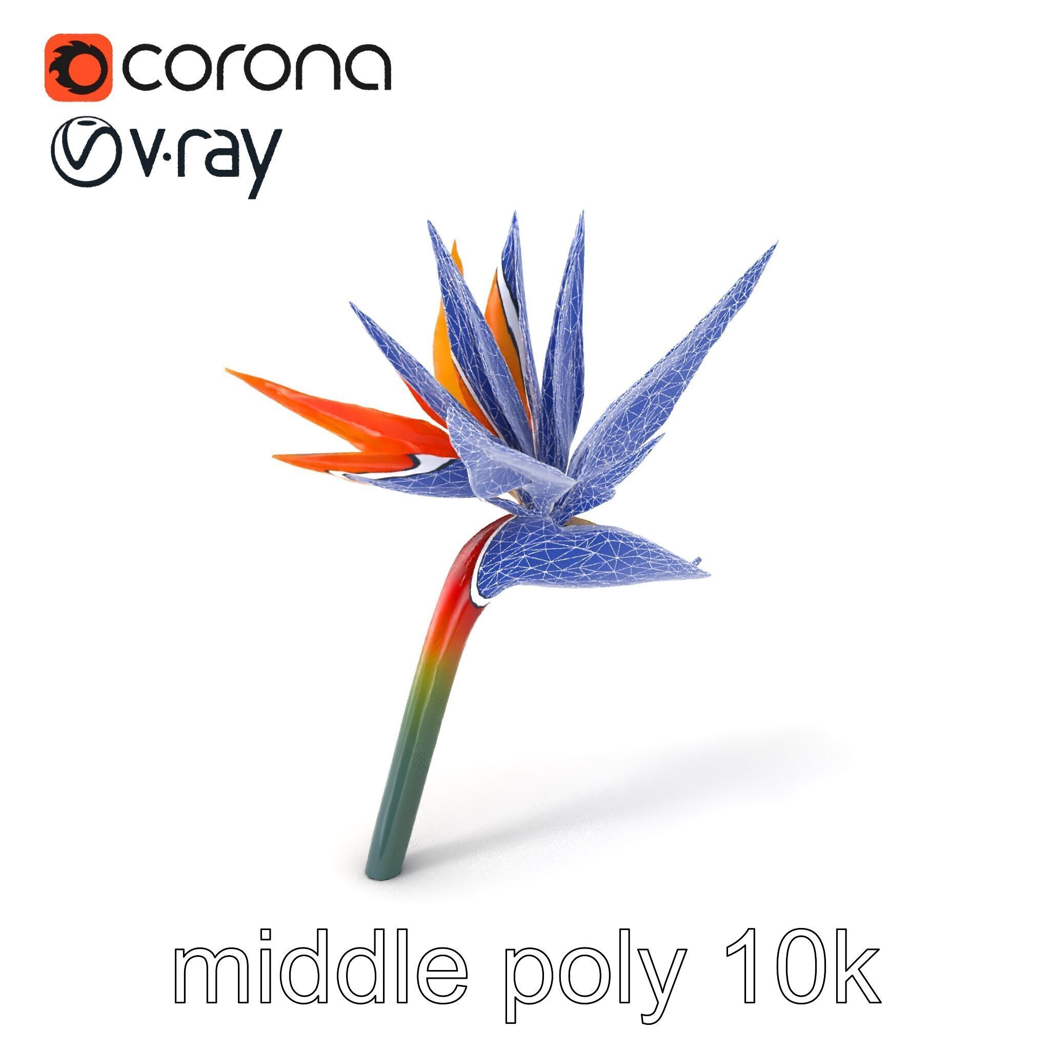 Strelitzia Bicolor Gradient Petal Sculpture Model Pack Low-poly 3D model_5