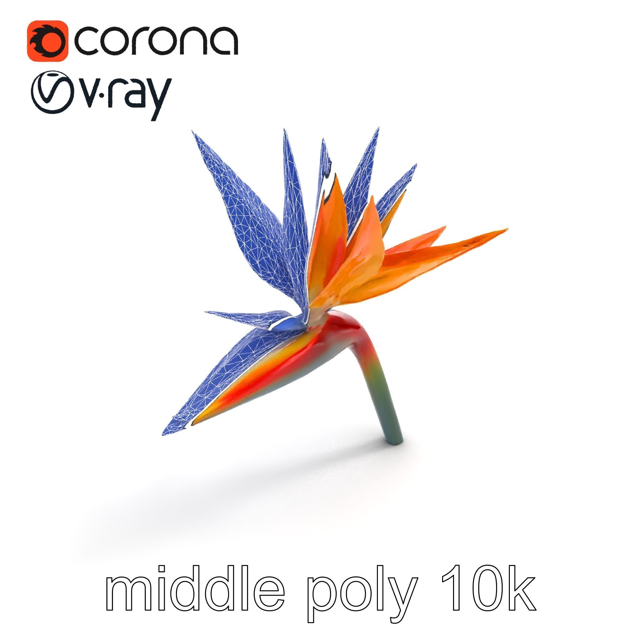 Strelitzia Bicolor Gradient Petal Sculpture Model Pack Low-poly 3D model_10