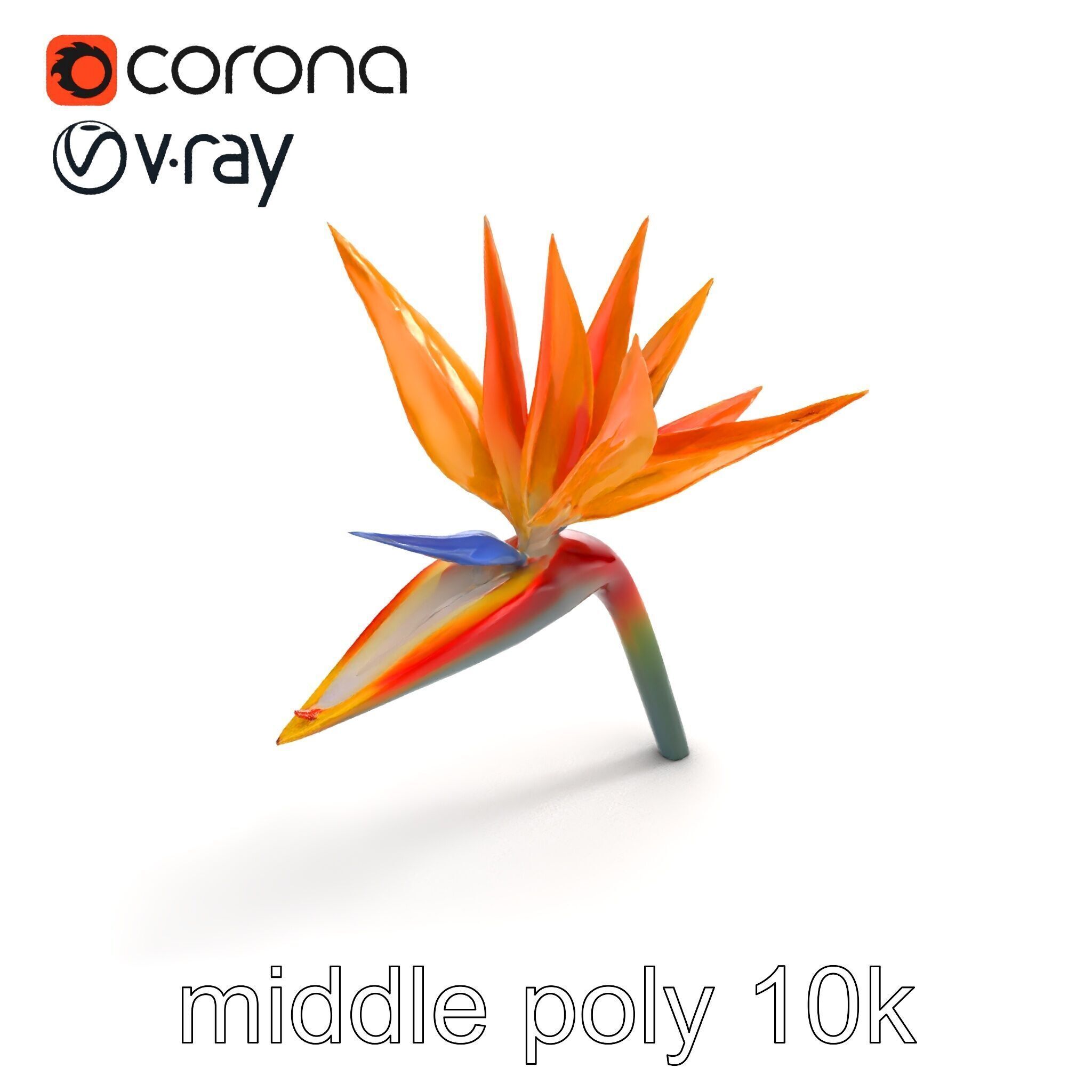 Strelitzia Bicolor Gradient Petal Sculpture Model Pack Low-poly 3D model_7