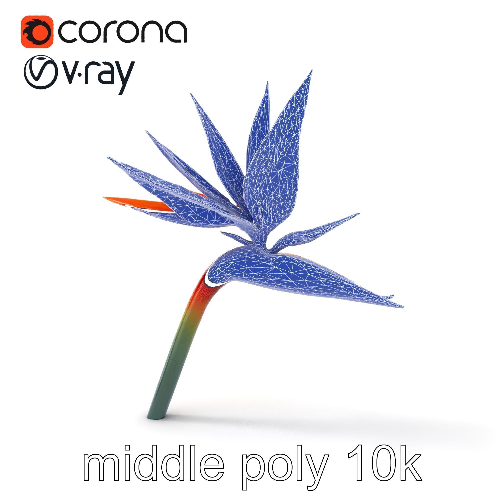 Strelitzia Bicolor Gradient Petal Sculpture Model Pack Low-poly 3D model_11