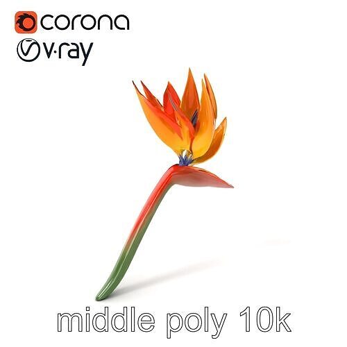 Dwarf Strelitzia Colorful Flower model pack Low-poly 3D model