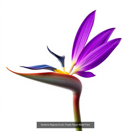 Strelitzia Spectrum Models Pack 3D Model Collection
